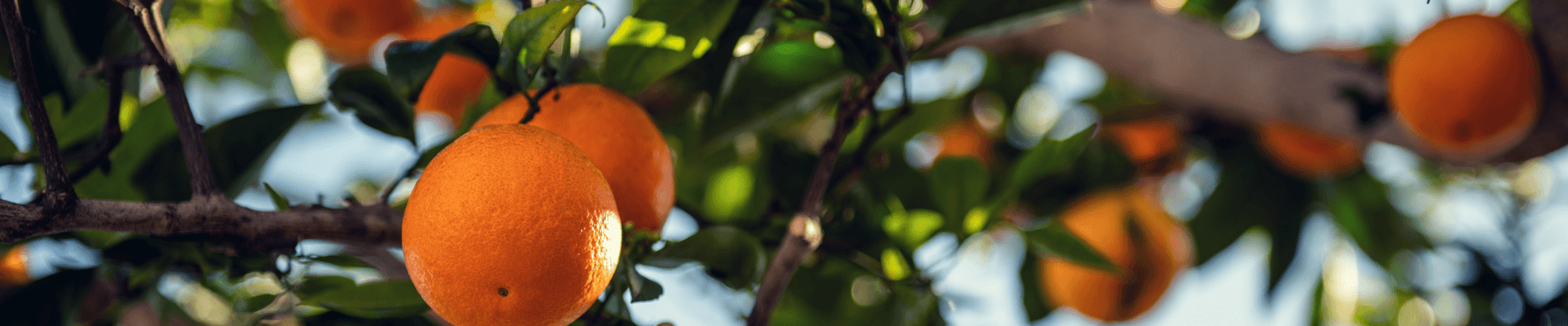 Fruit Trees