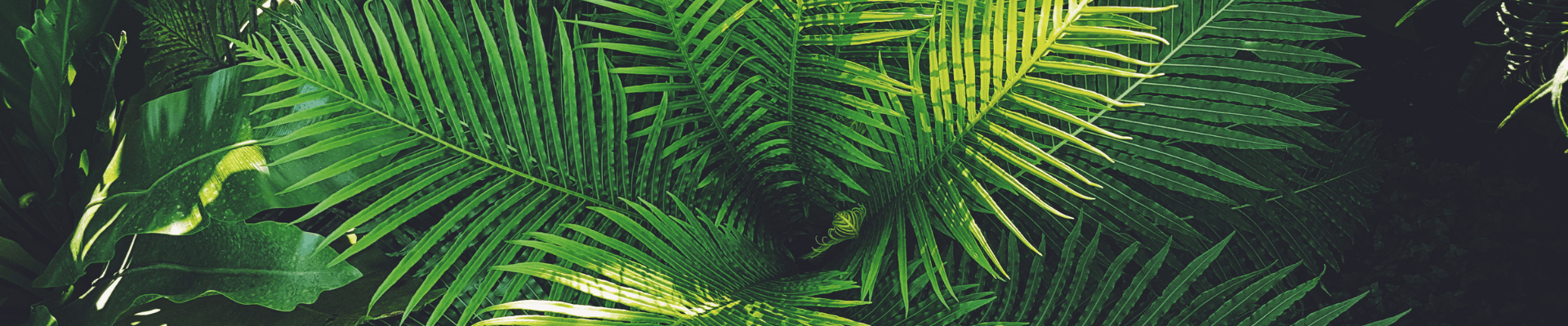 All Plants