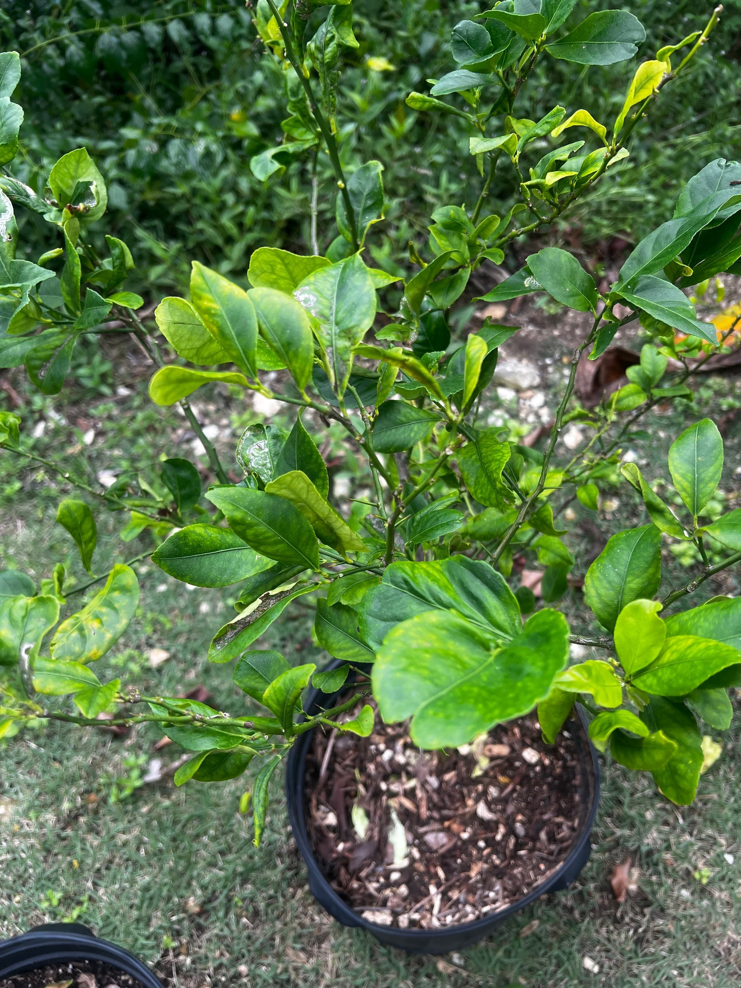 Lemon Tree