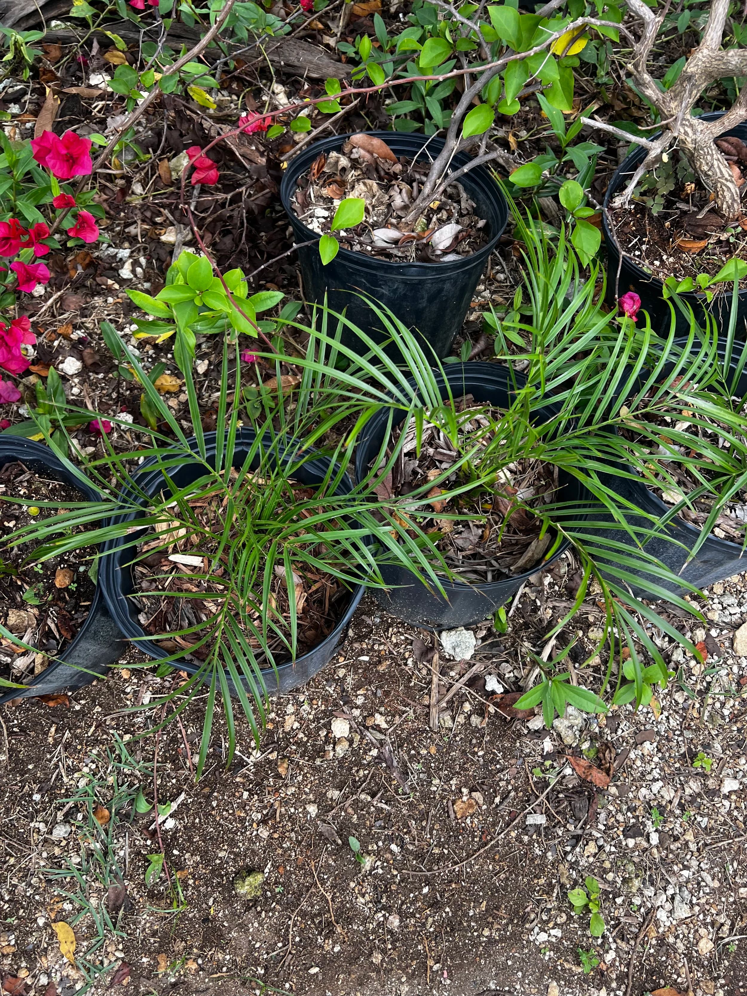 Fox Tail Palm