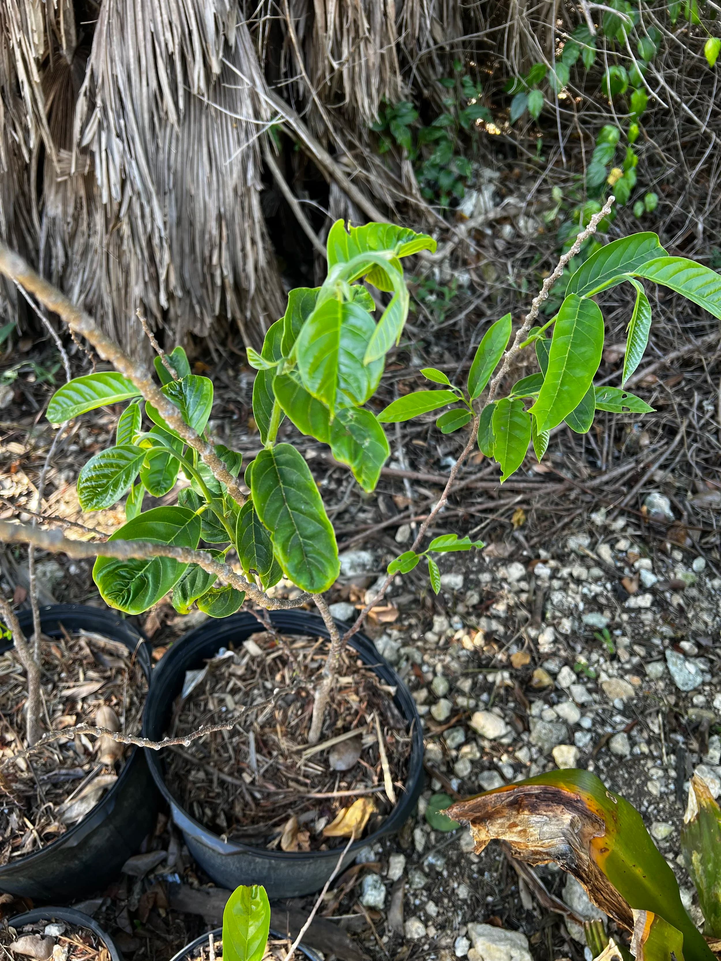 Custard Apple