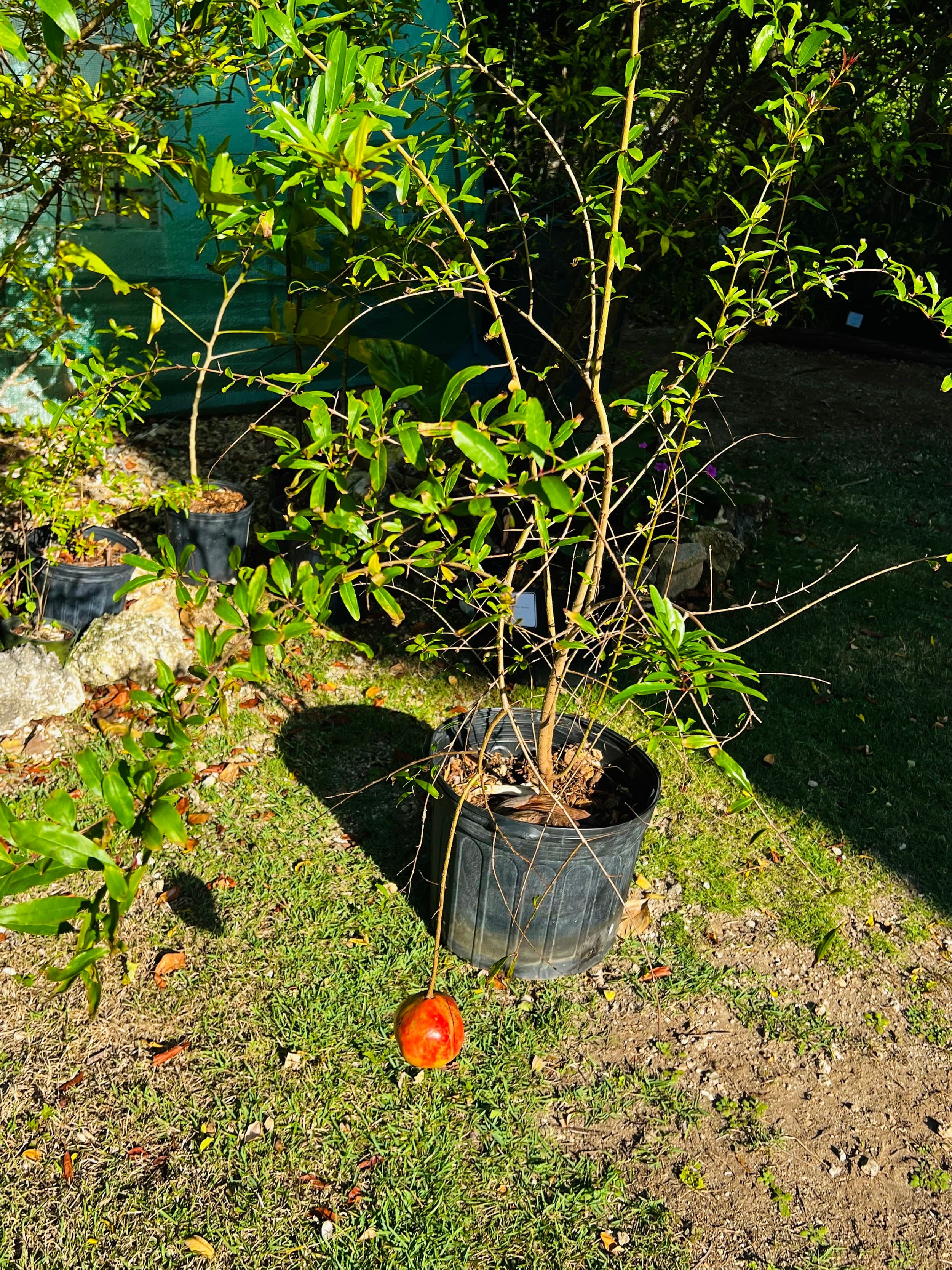 Pomegranate Tree