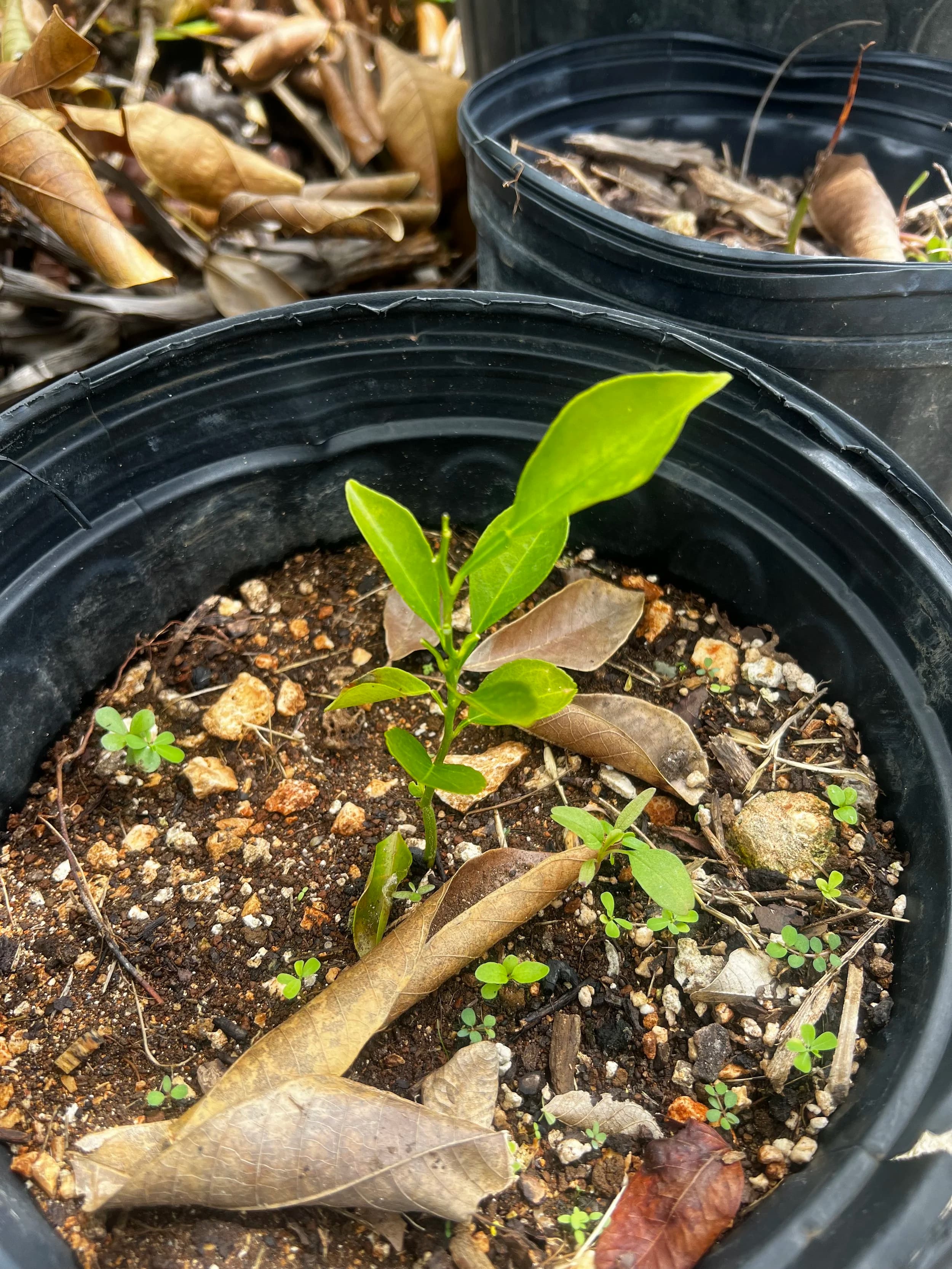 Common Orange Tree