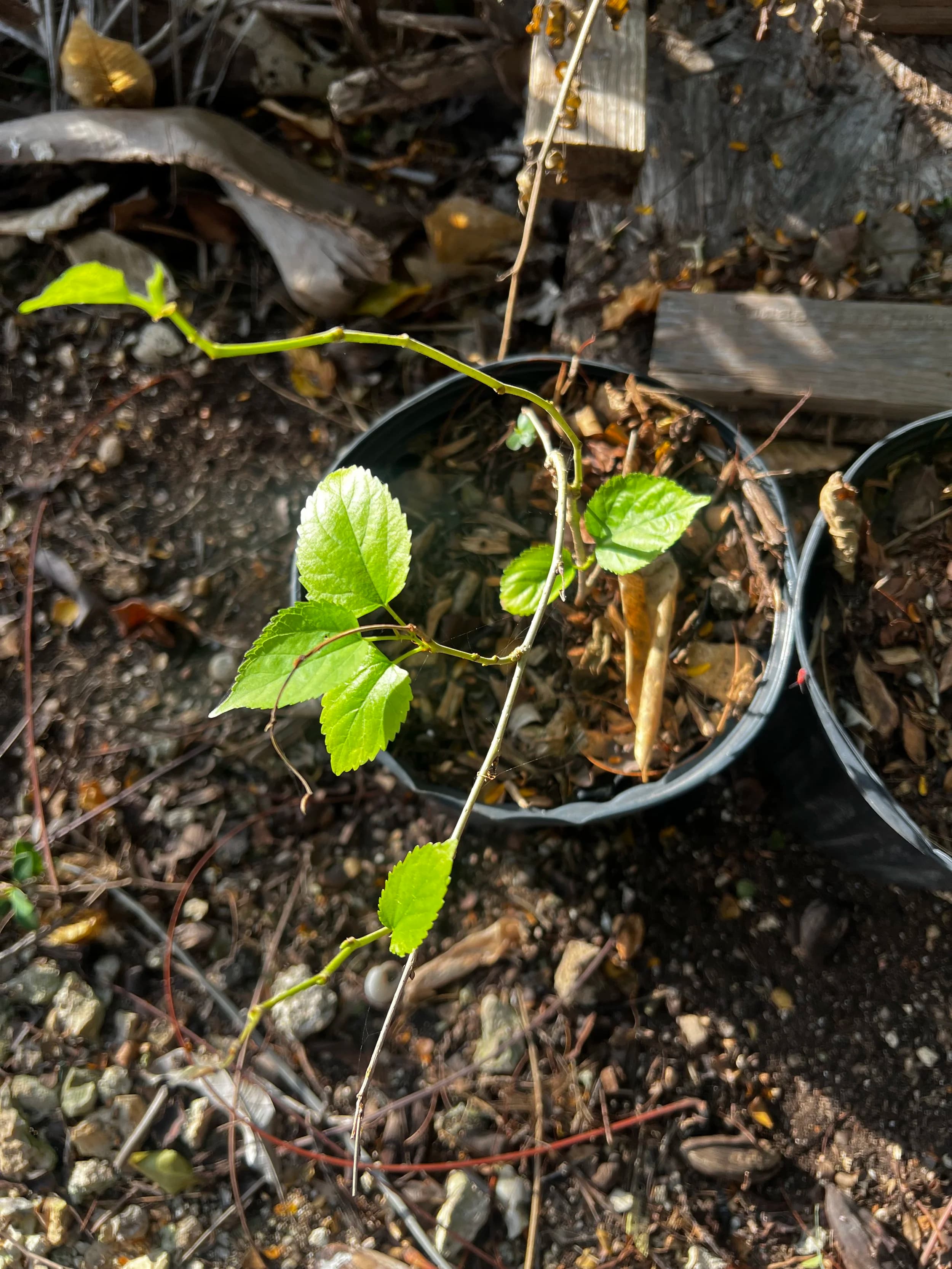 Mulberry Tree