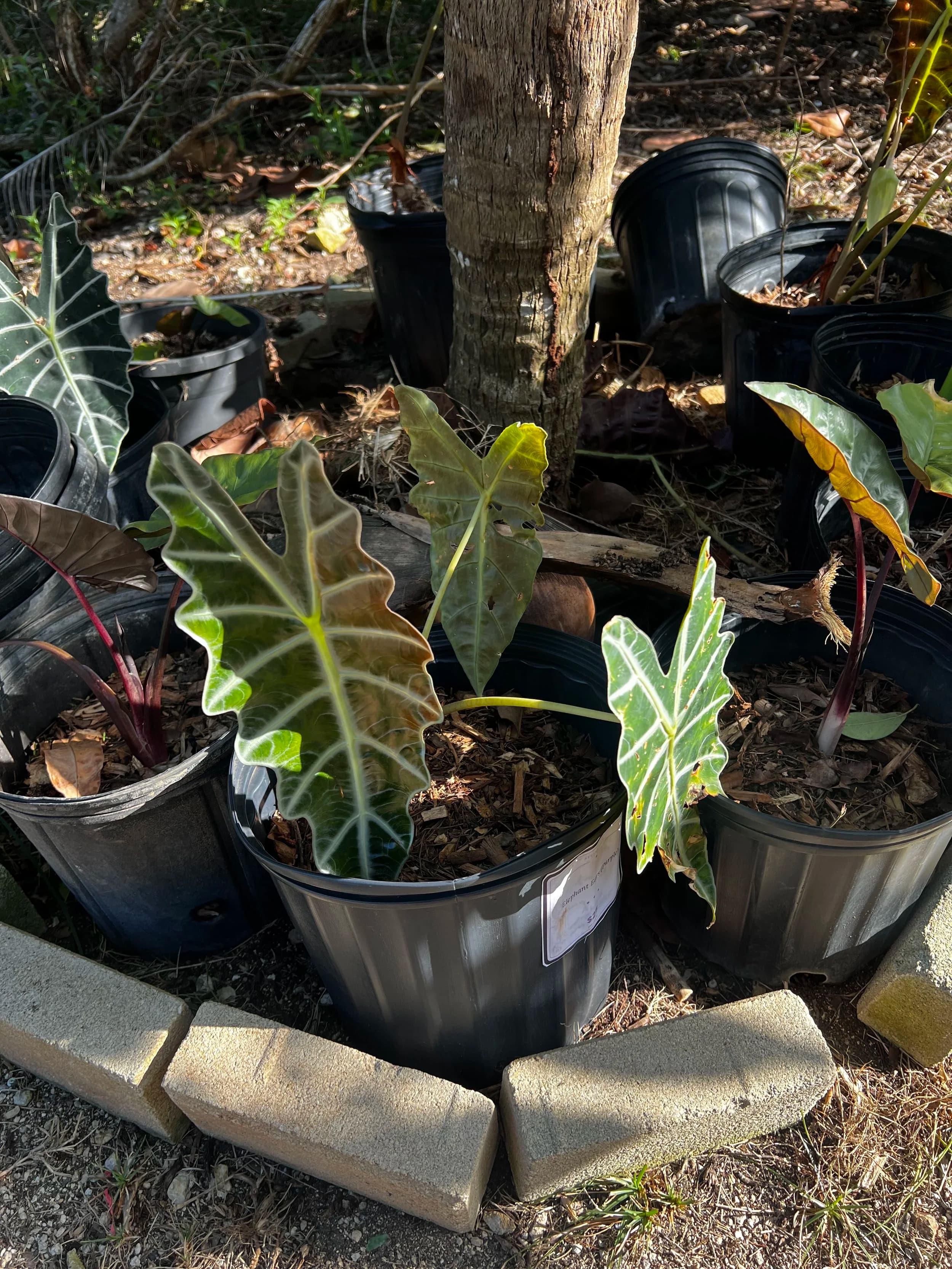 Elephant Ears Dark Green