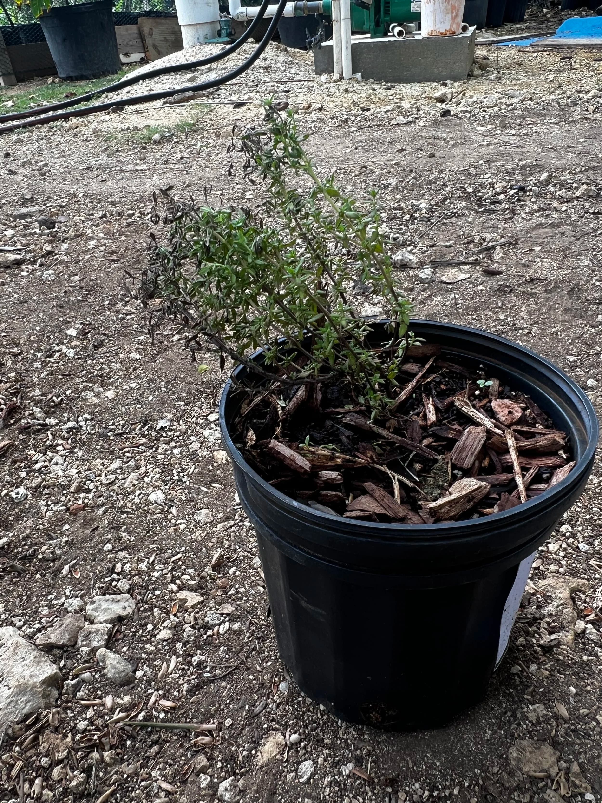 Thyme