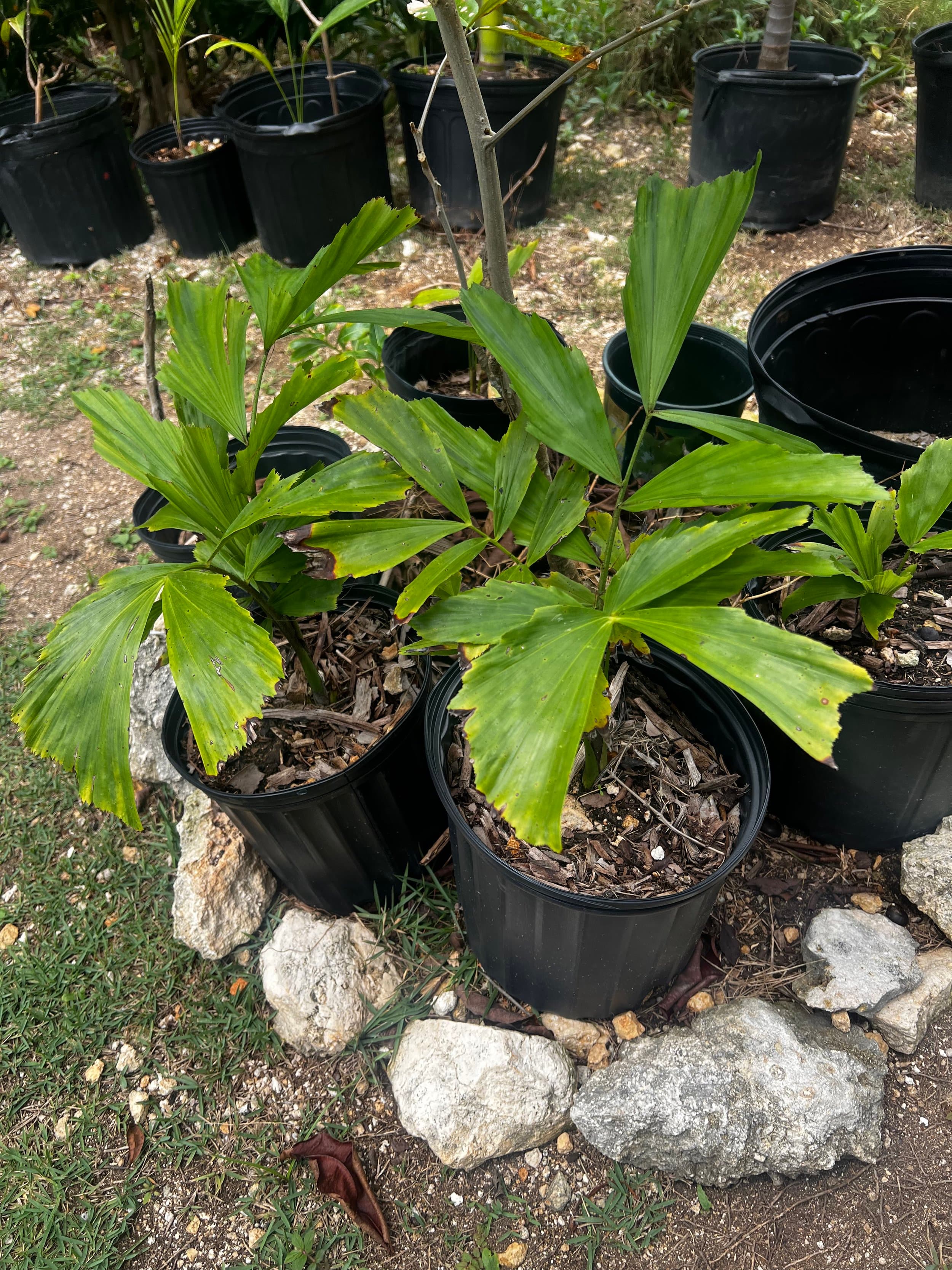 Fish Tail Palm