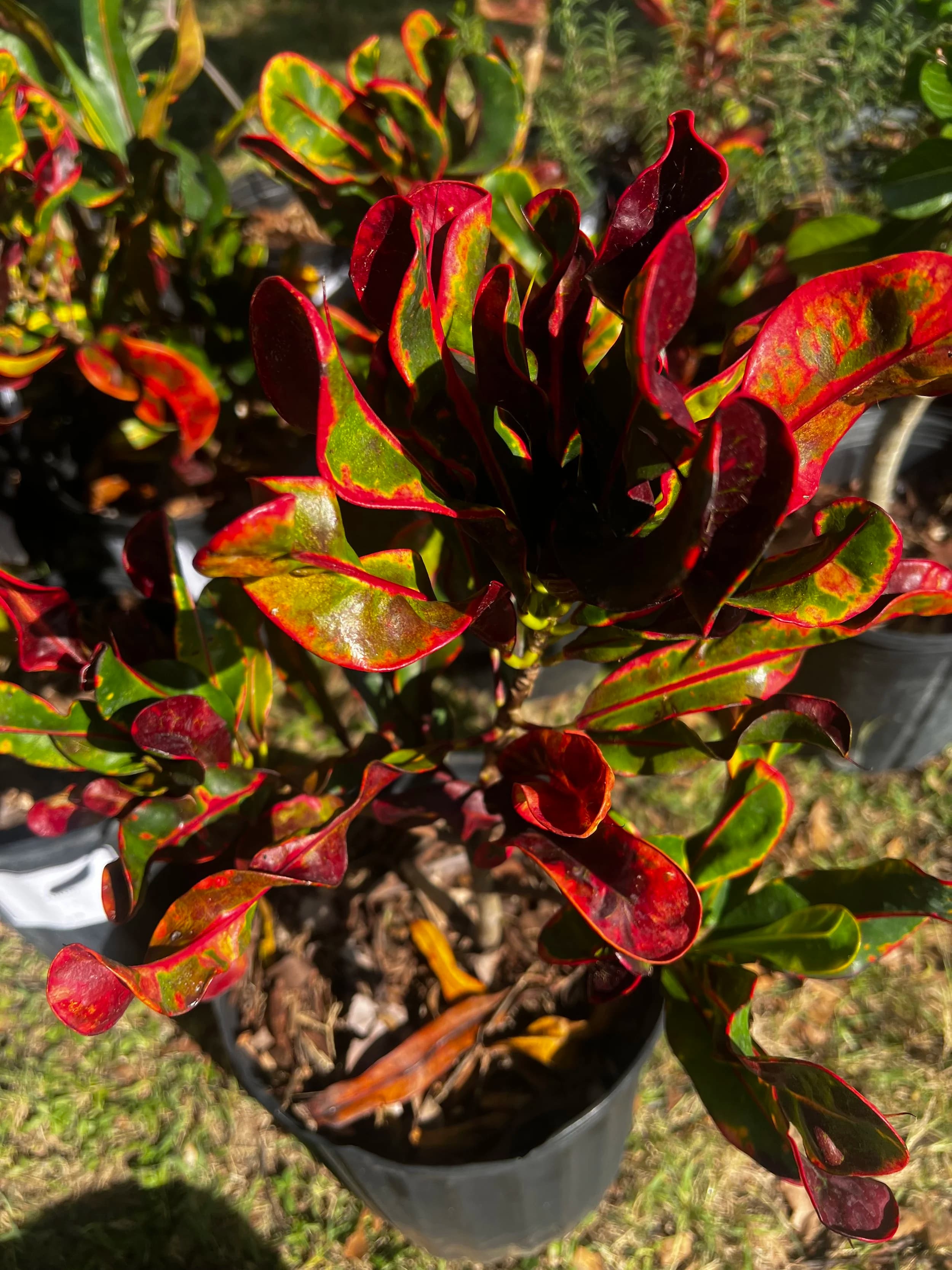 Croton