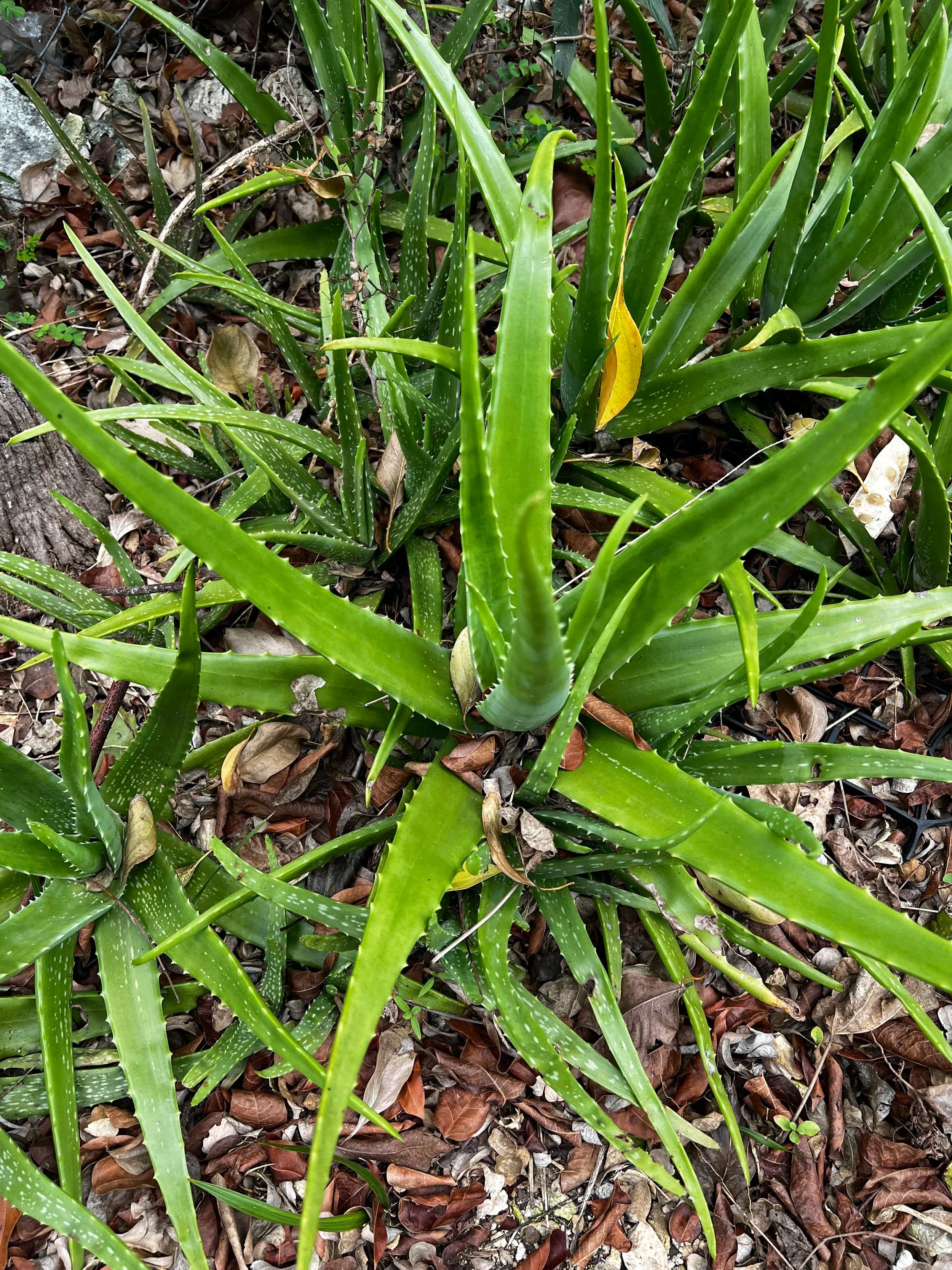 Aloe