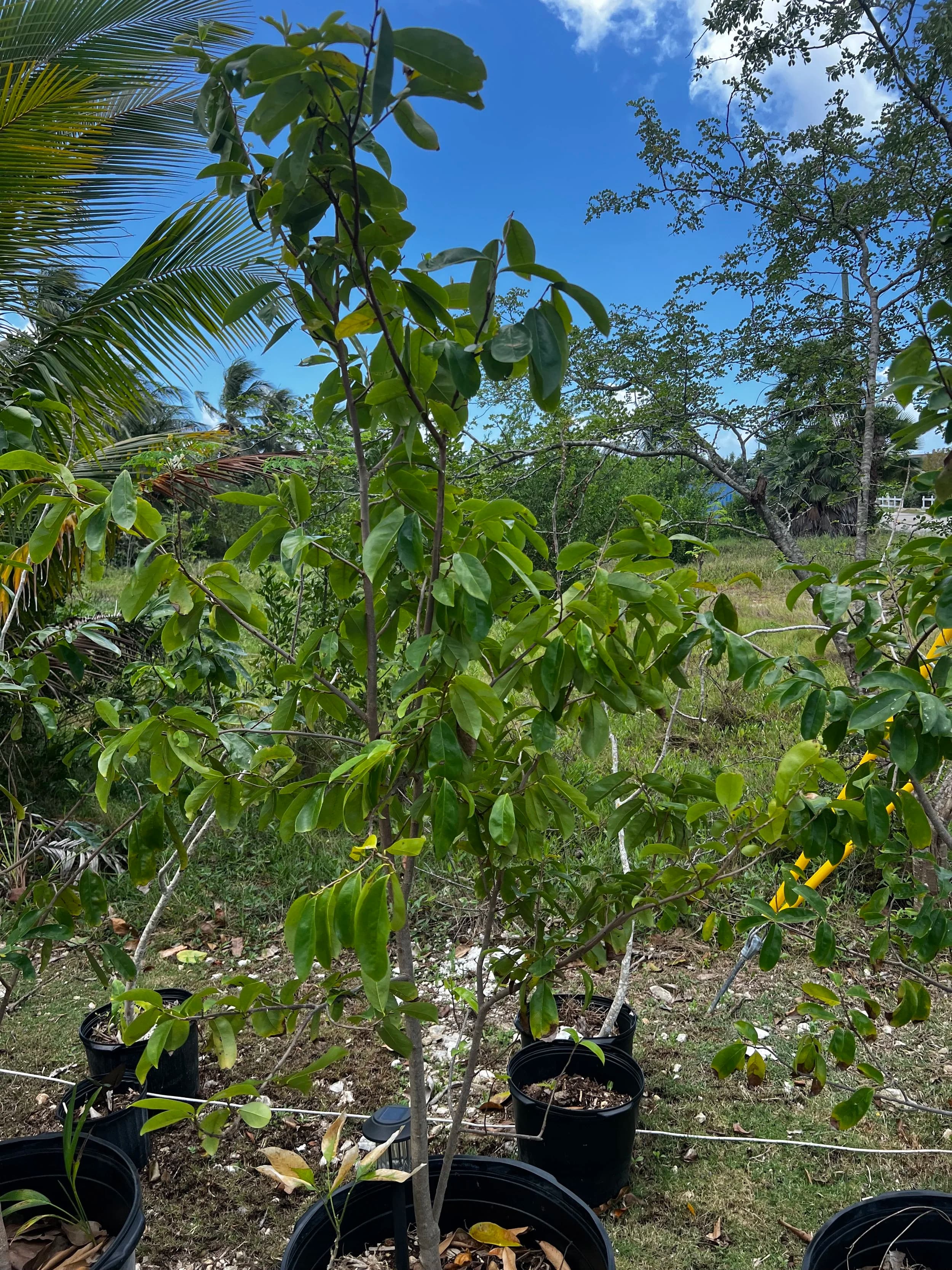 Soursop Tree