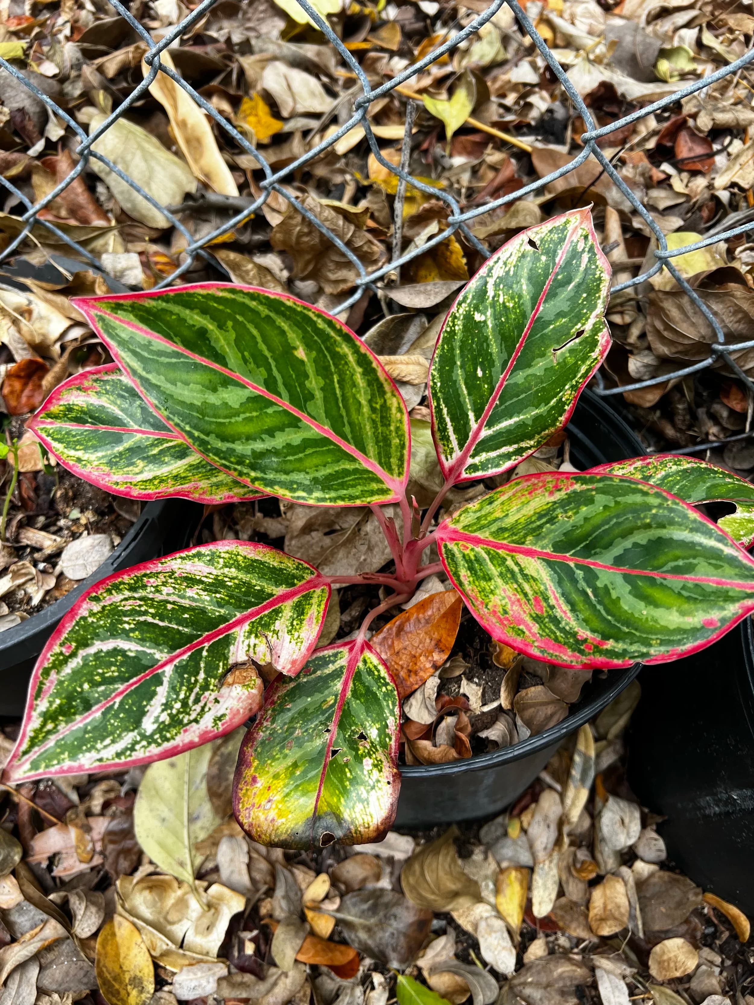 Prayer Plant