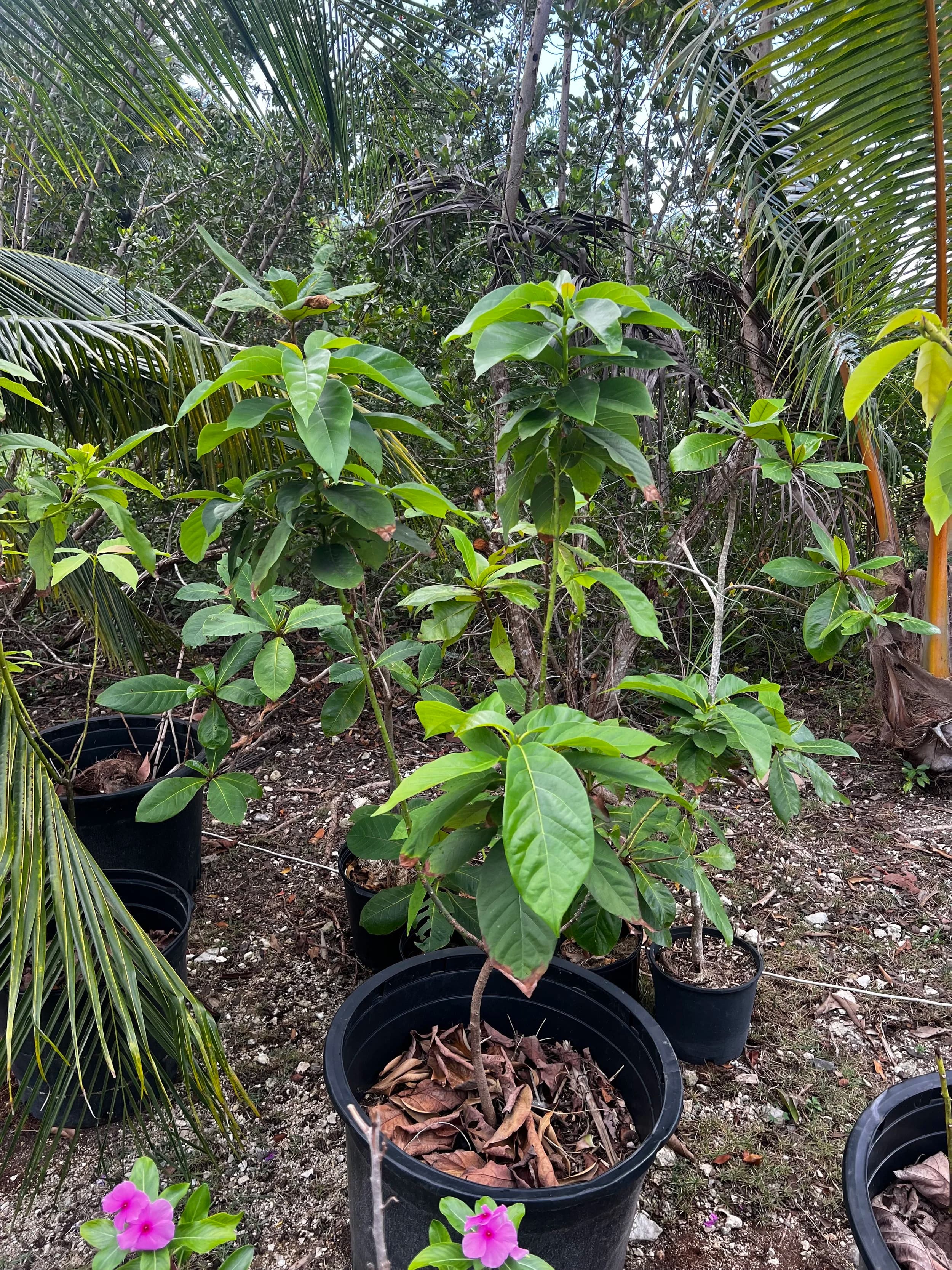 Avocado Tree