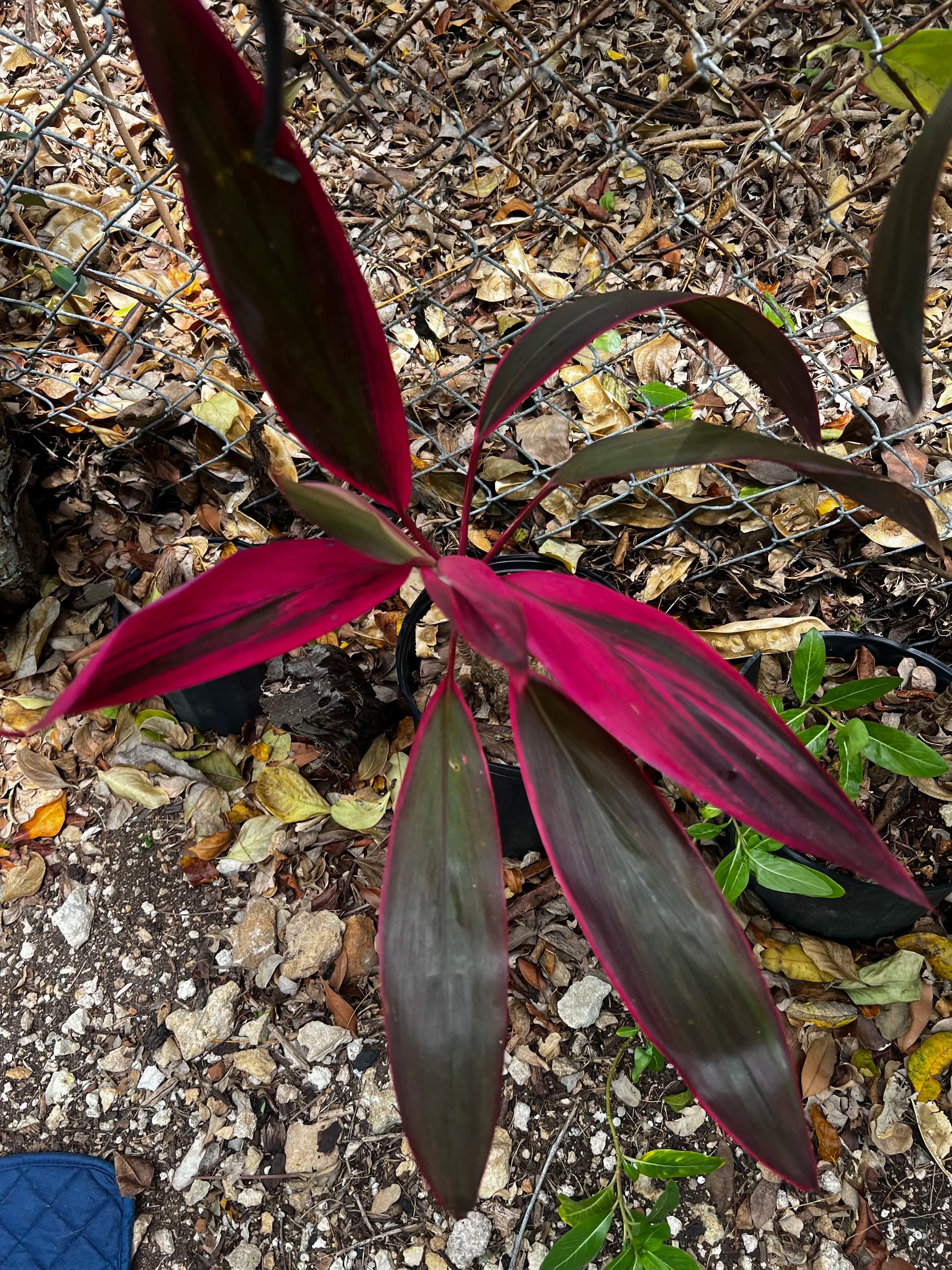 Cordyline Red Sister
