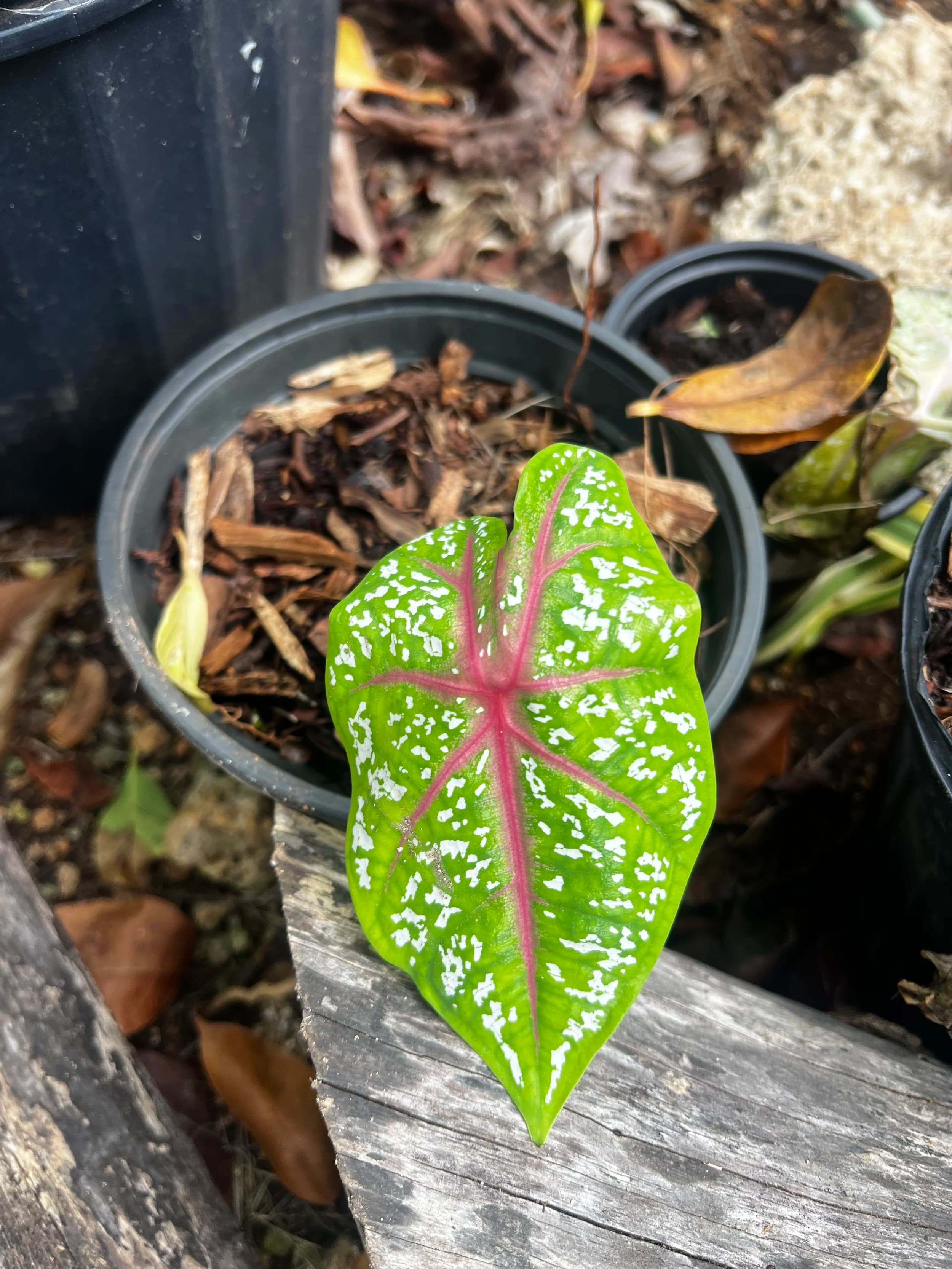 Elephant Ears Pink