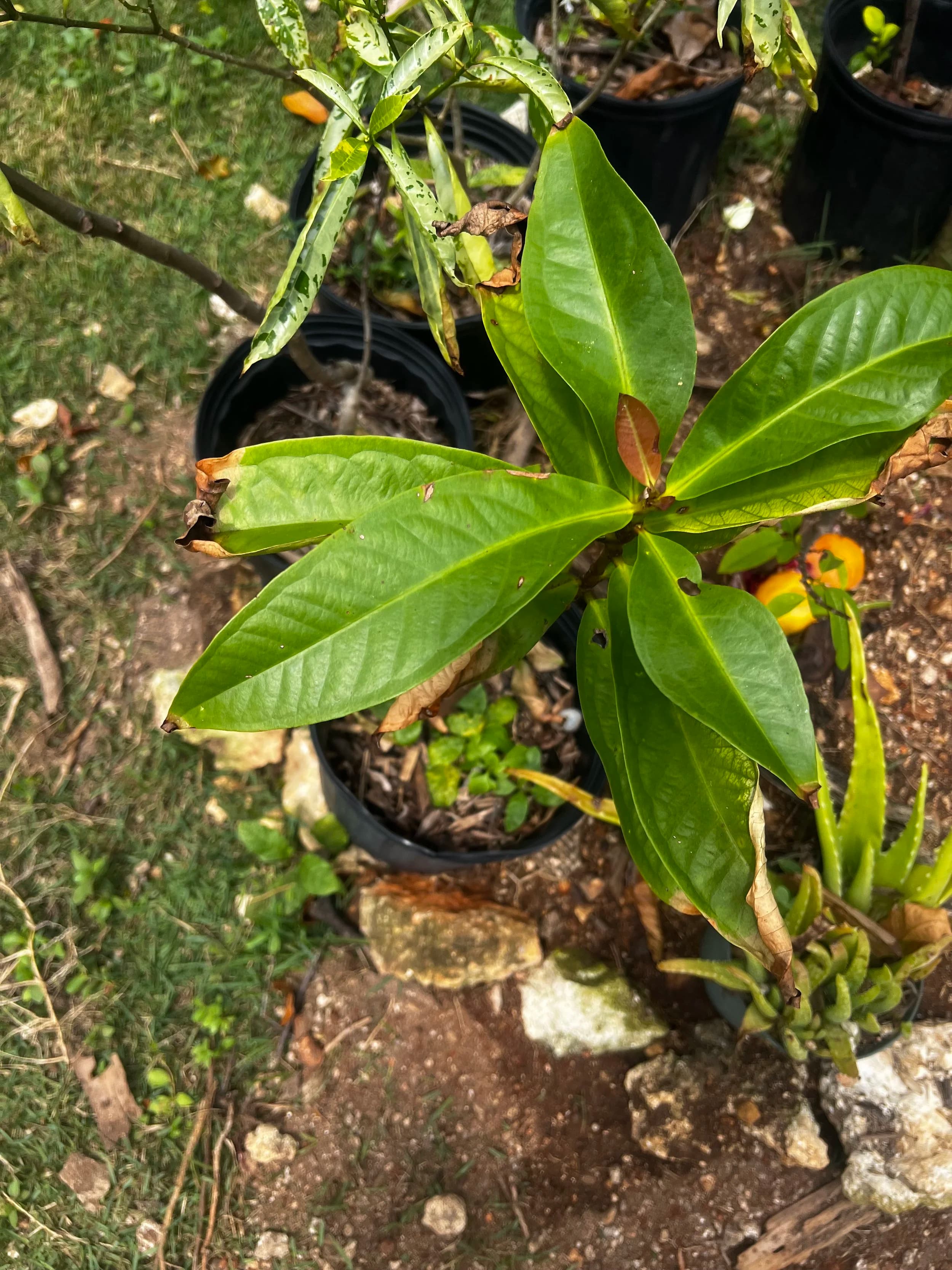 Jamaican Apple Tree