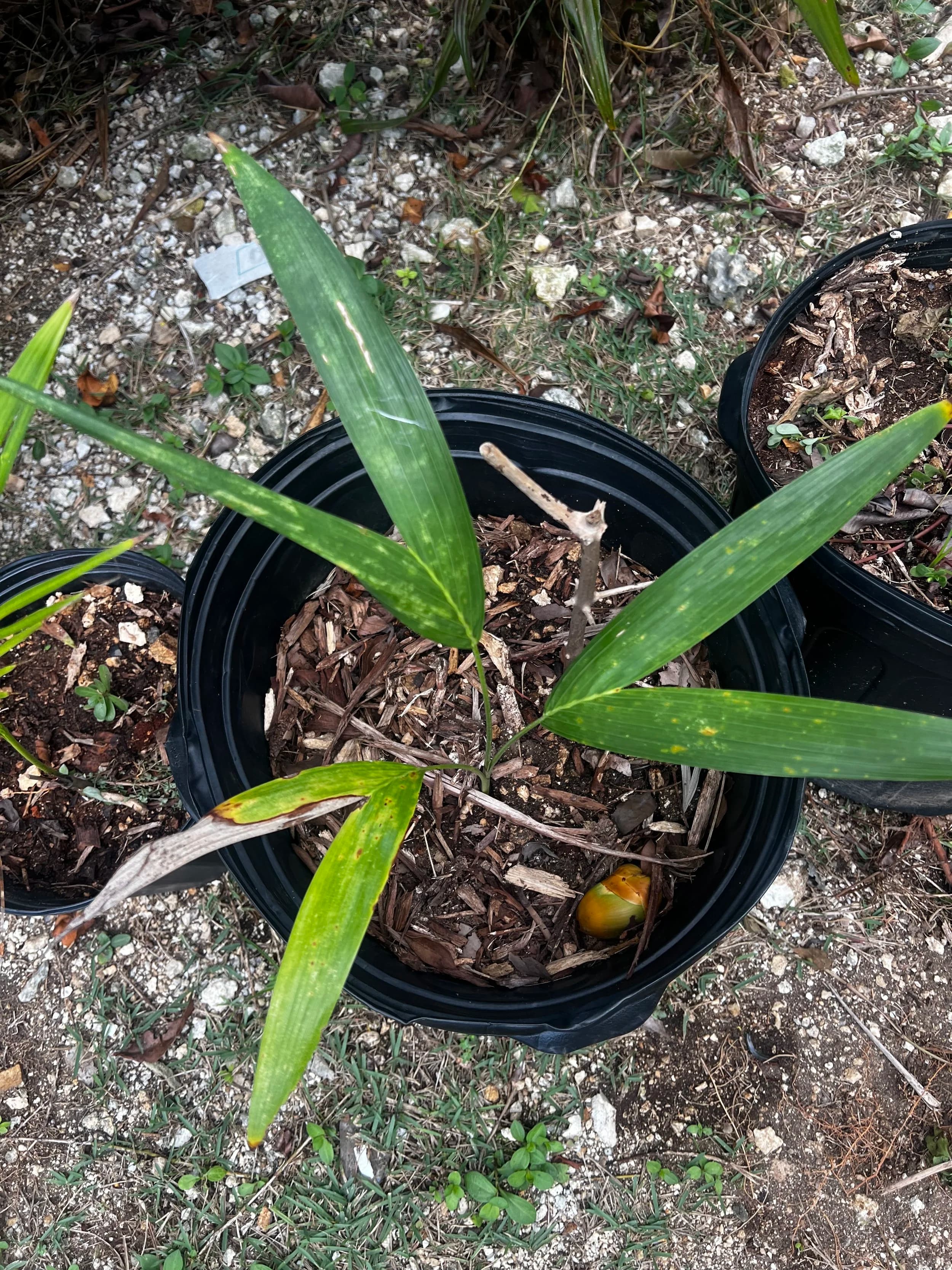 Christmas Palm