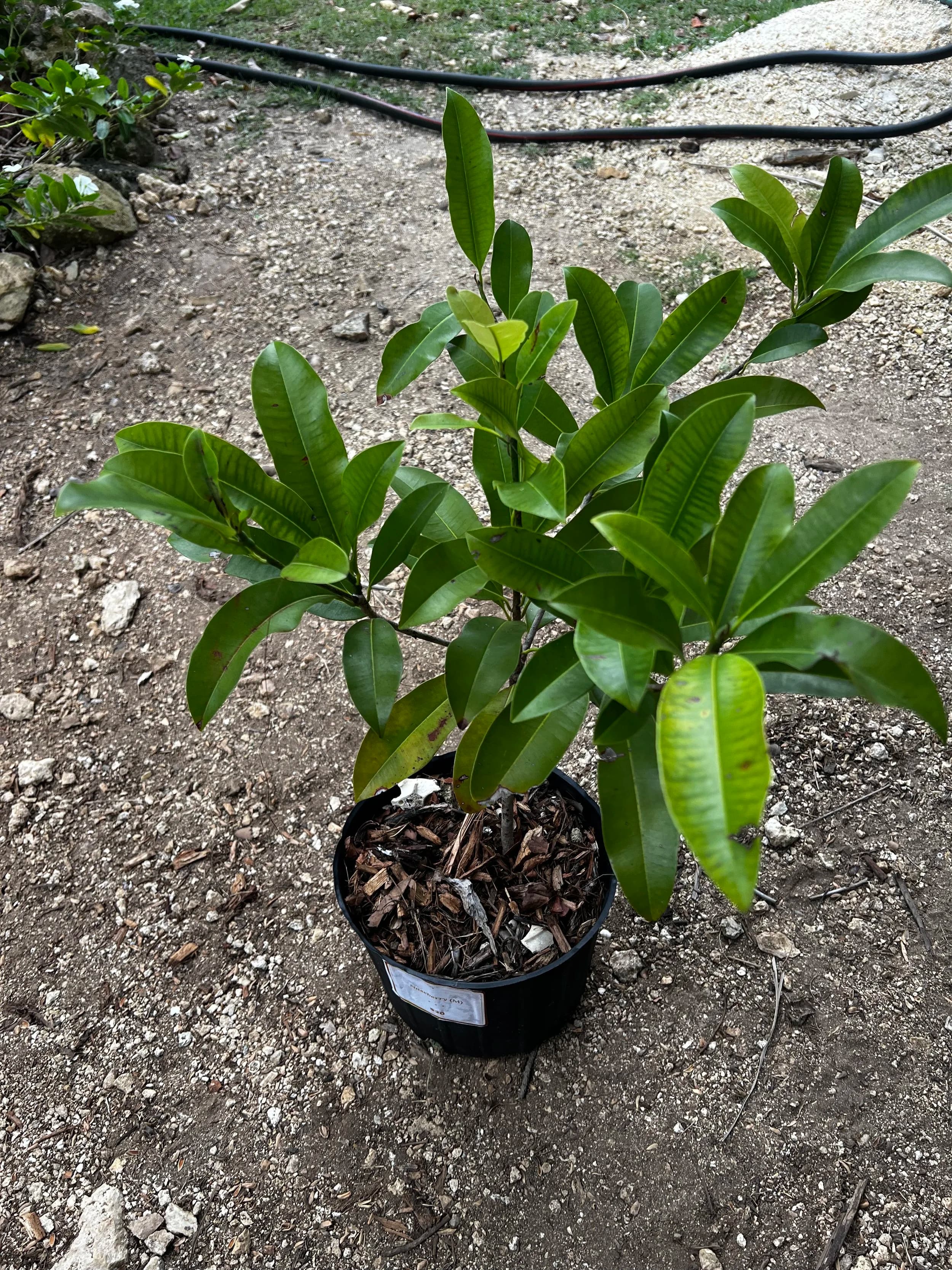 Naseberry Tree