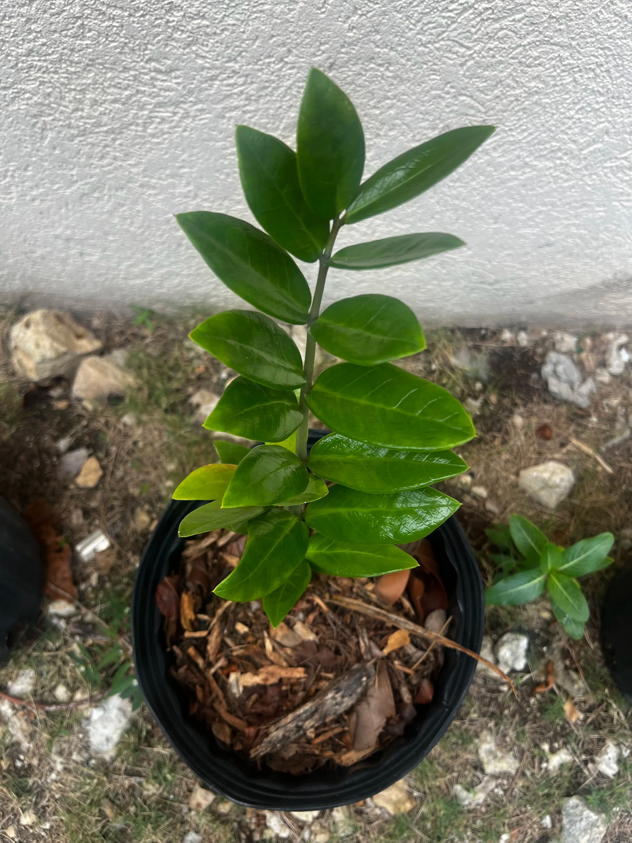 ZZ Plant