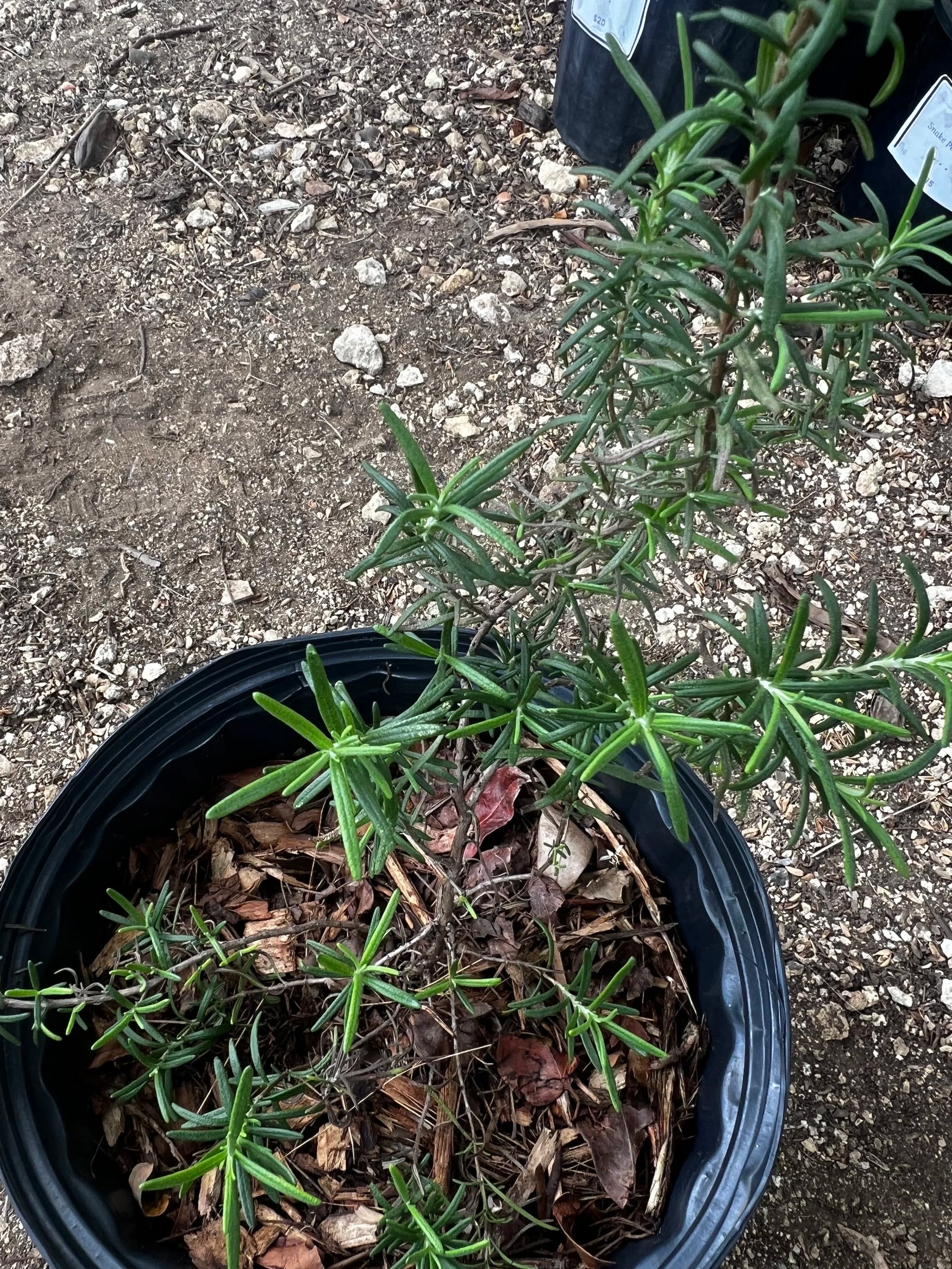 Rosemary