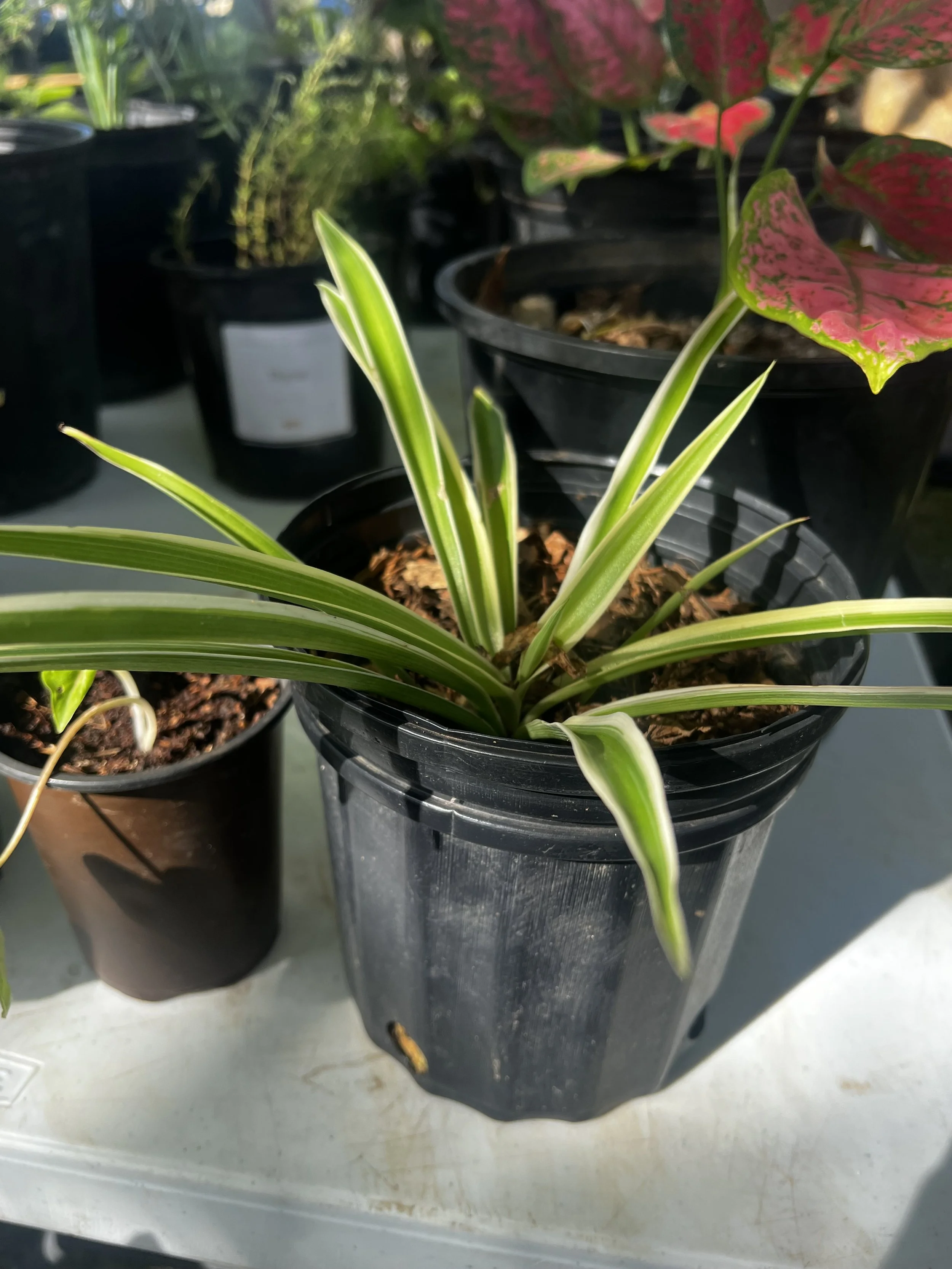 Spider Plant