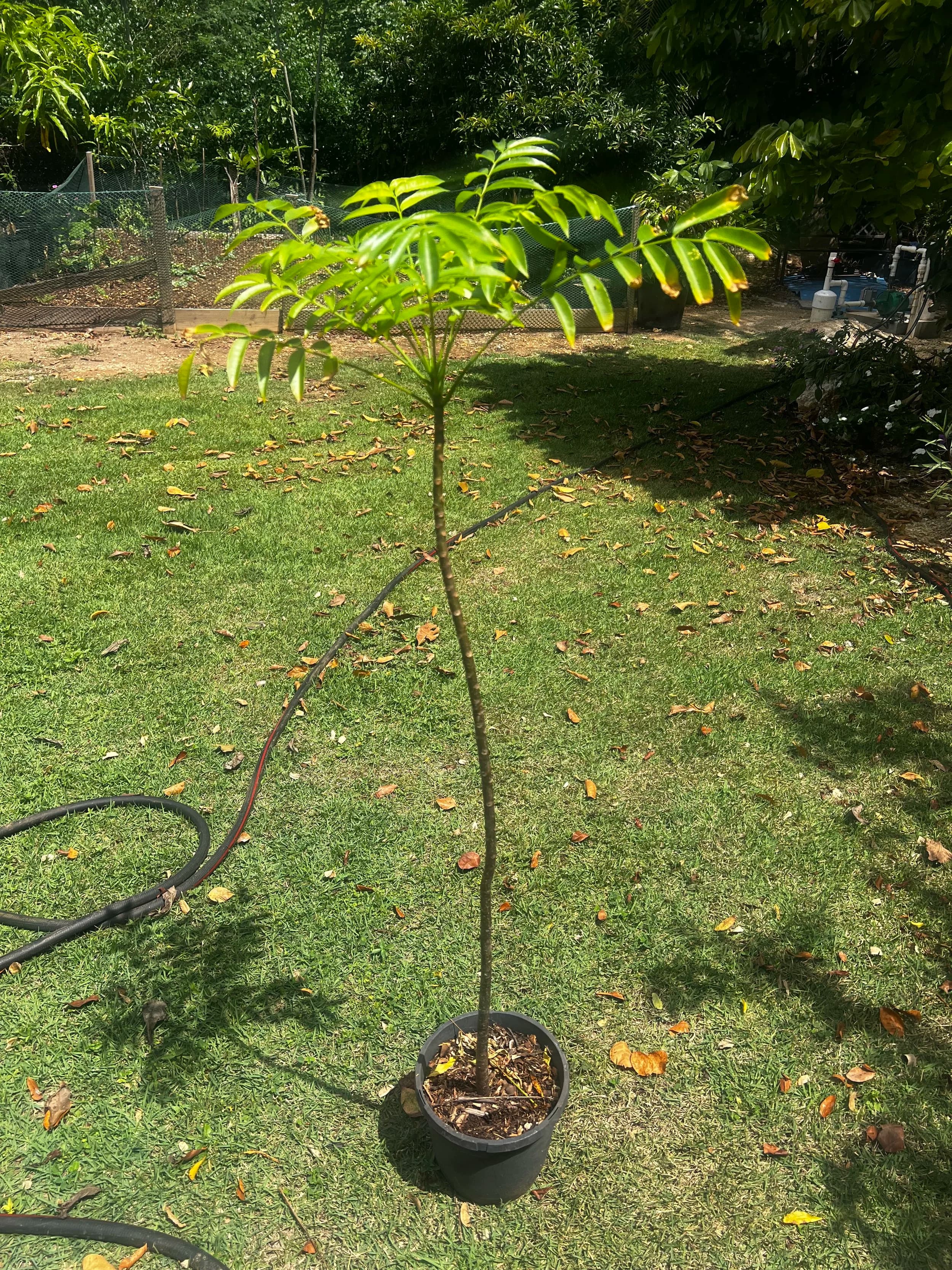 June Plum Tree