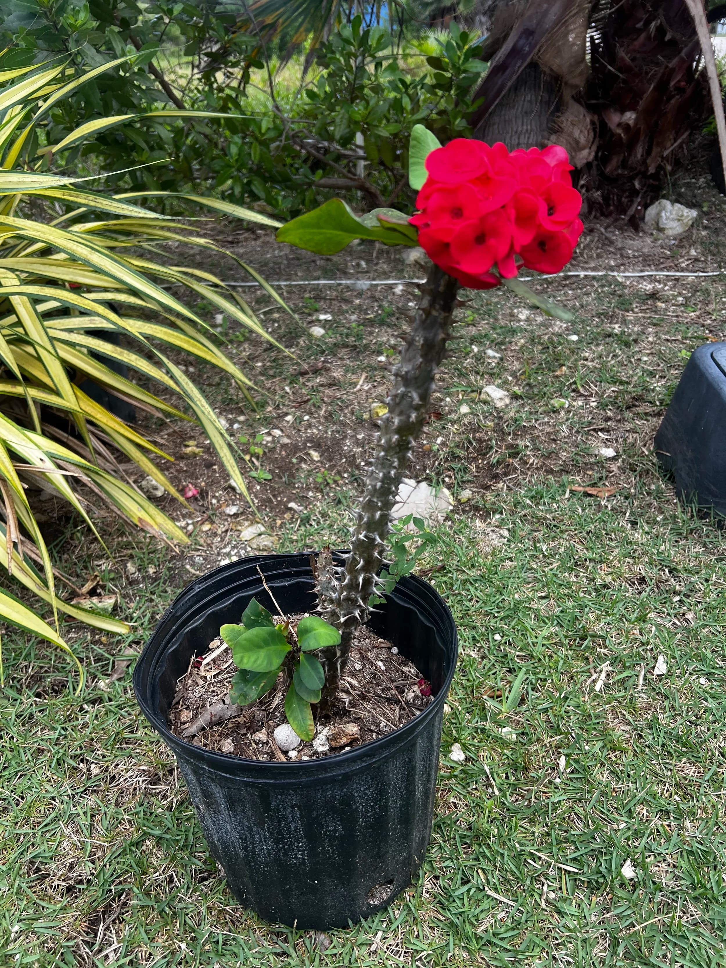 Crown of Thorns