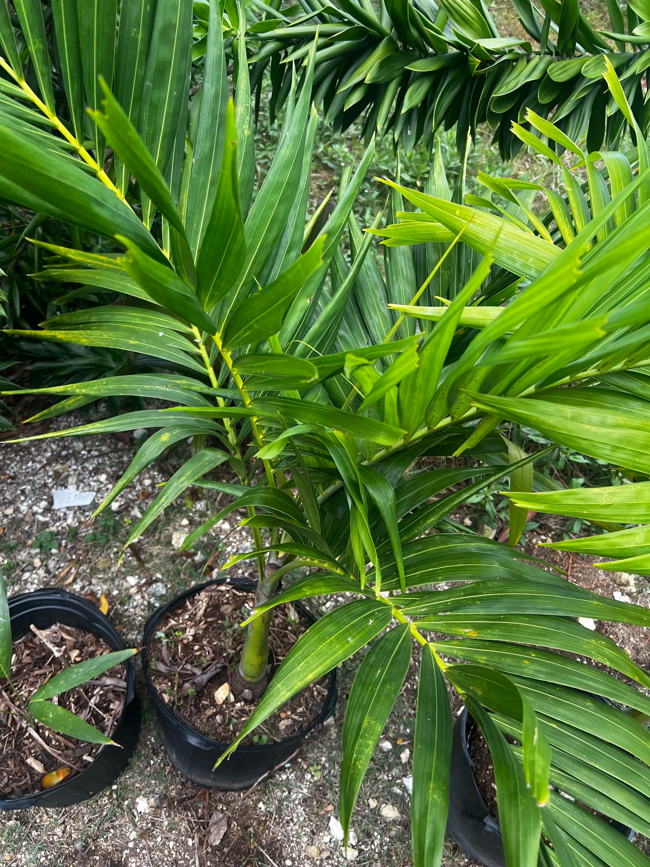 Eureka Palm