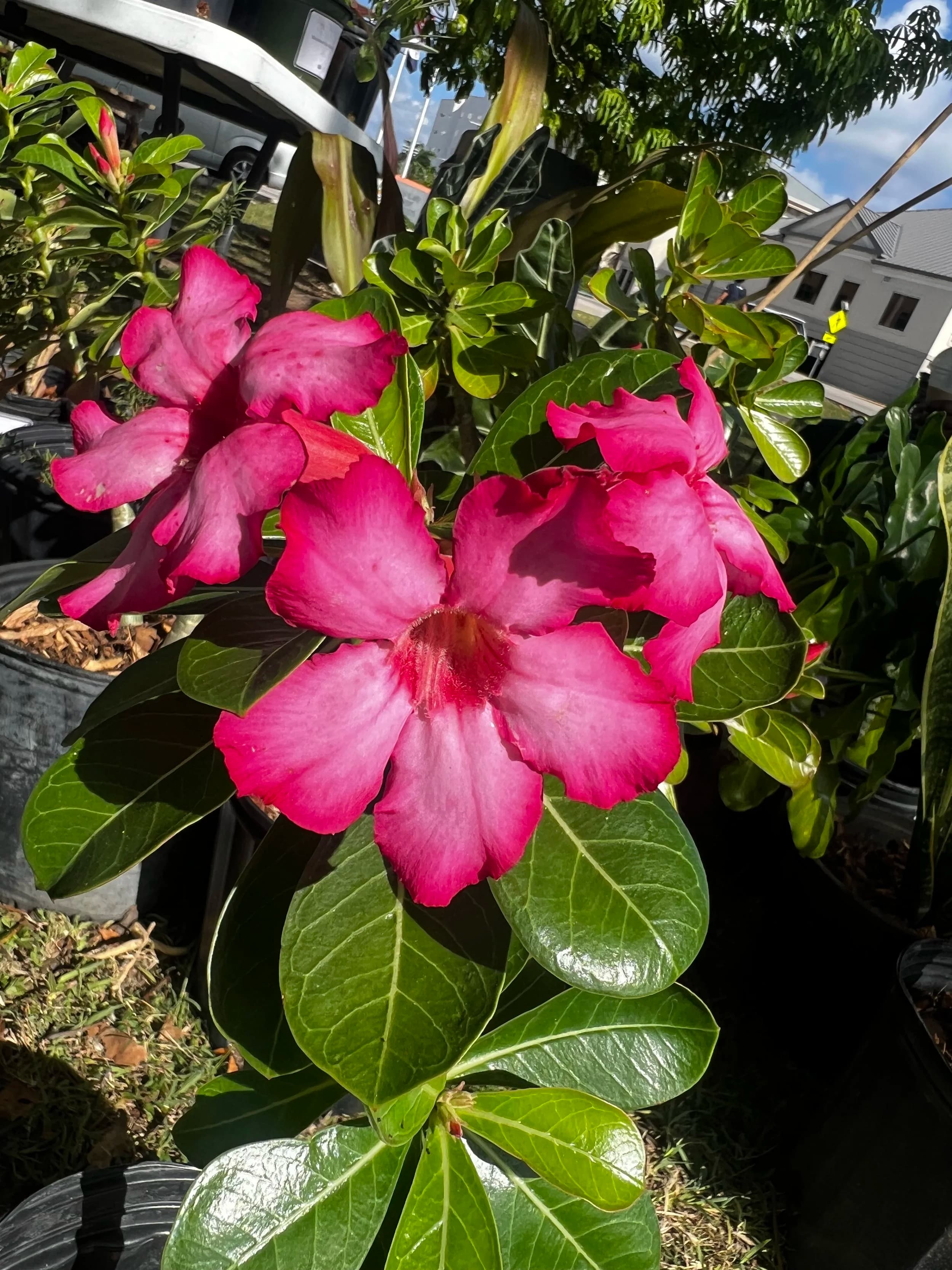 Desert Rose Pink