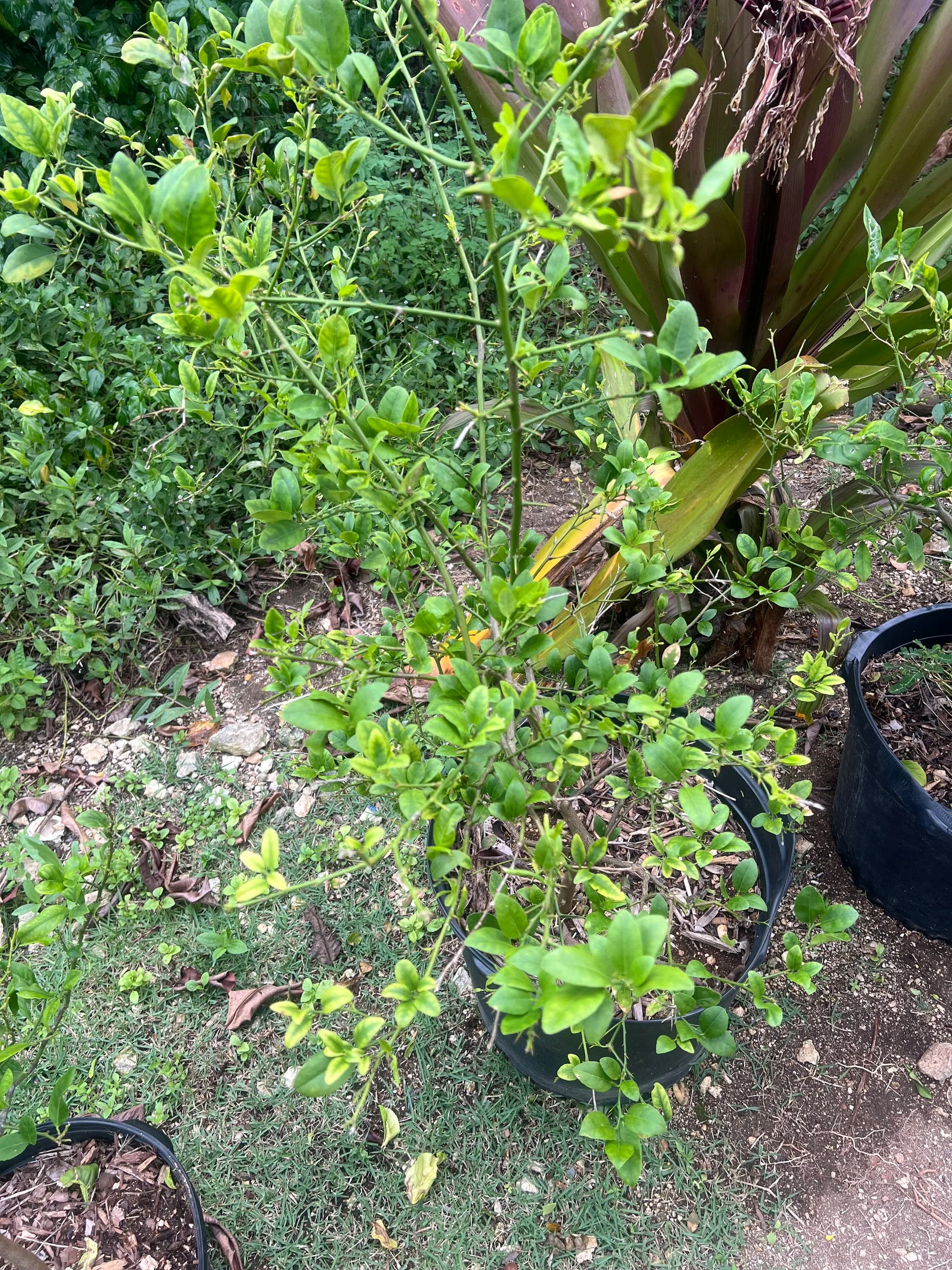 Lime Tree