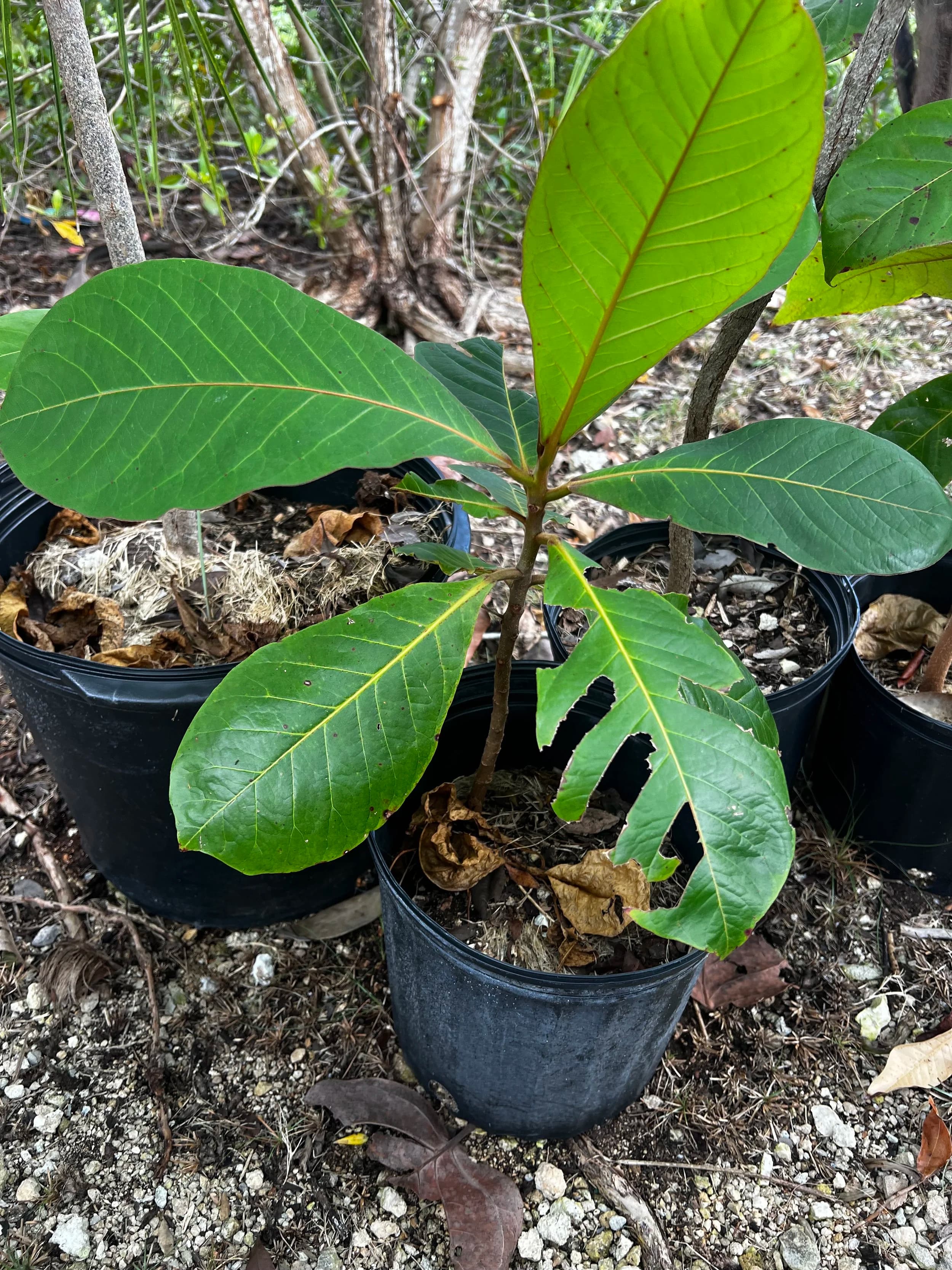 Almond Tree