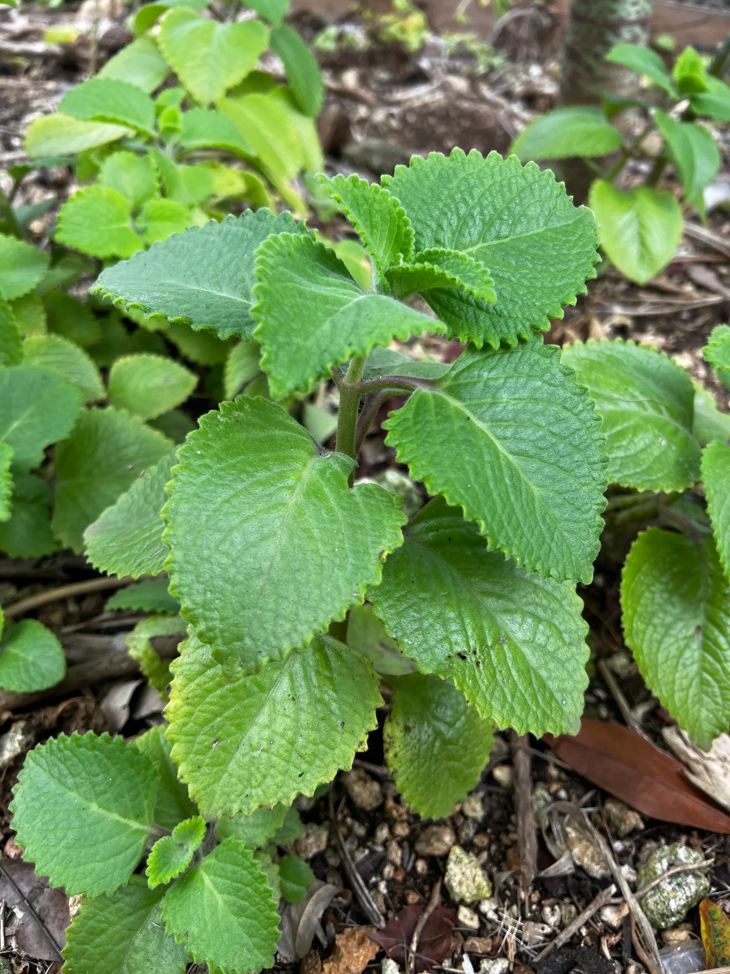 French Thyme