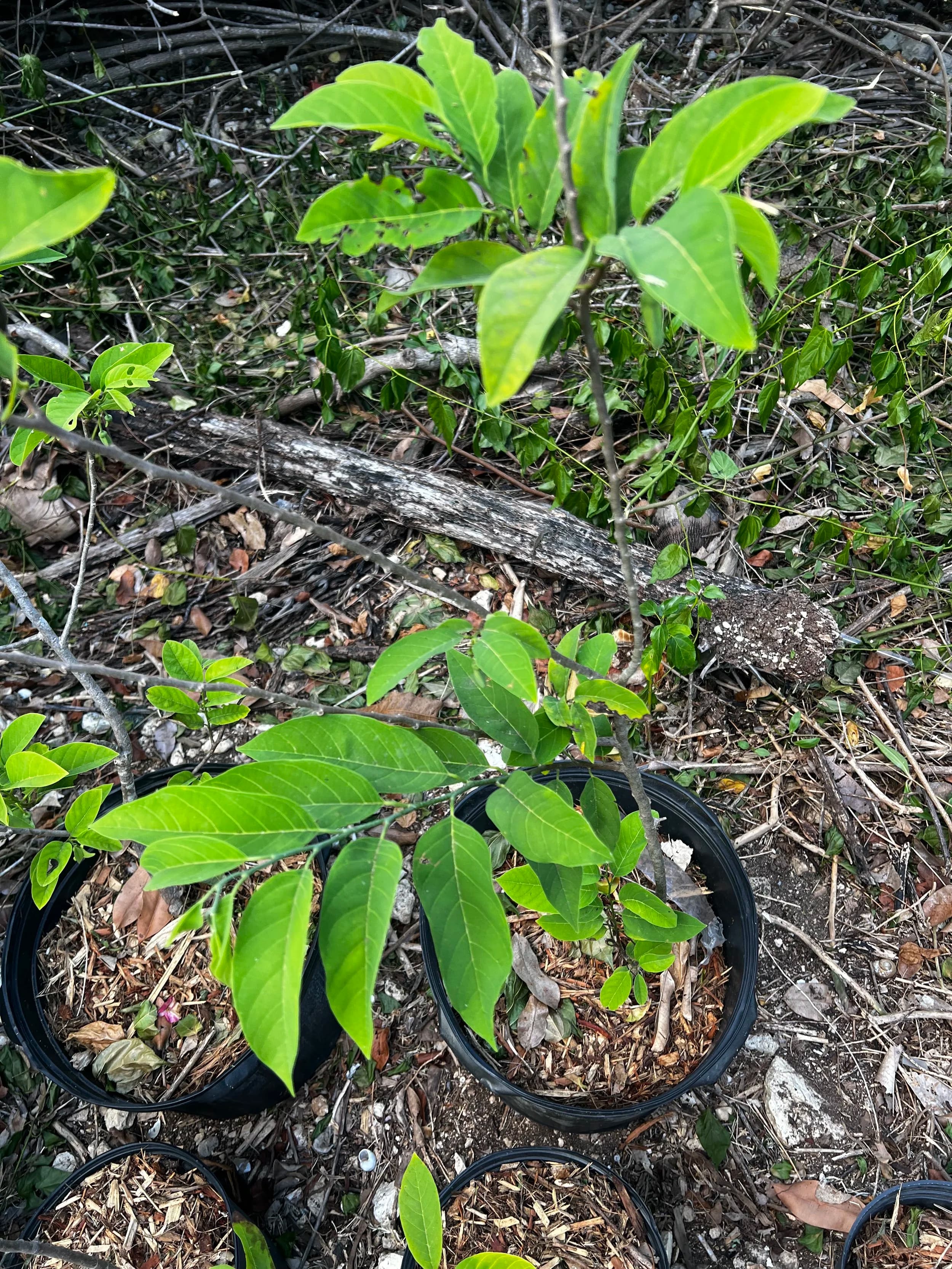 Sweetsop Tree