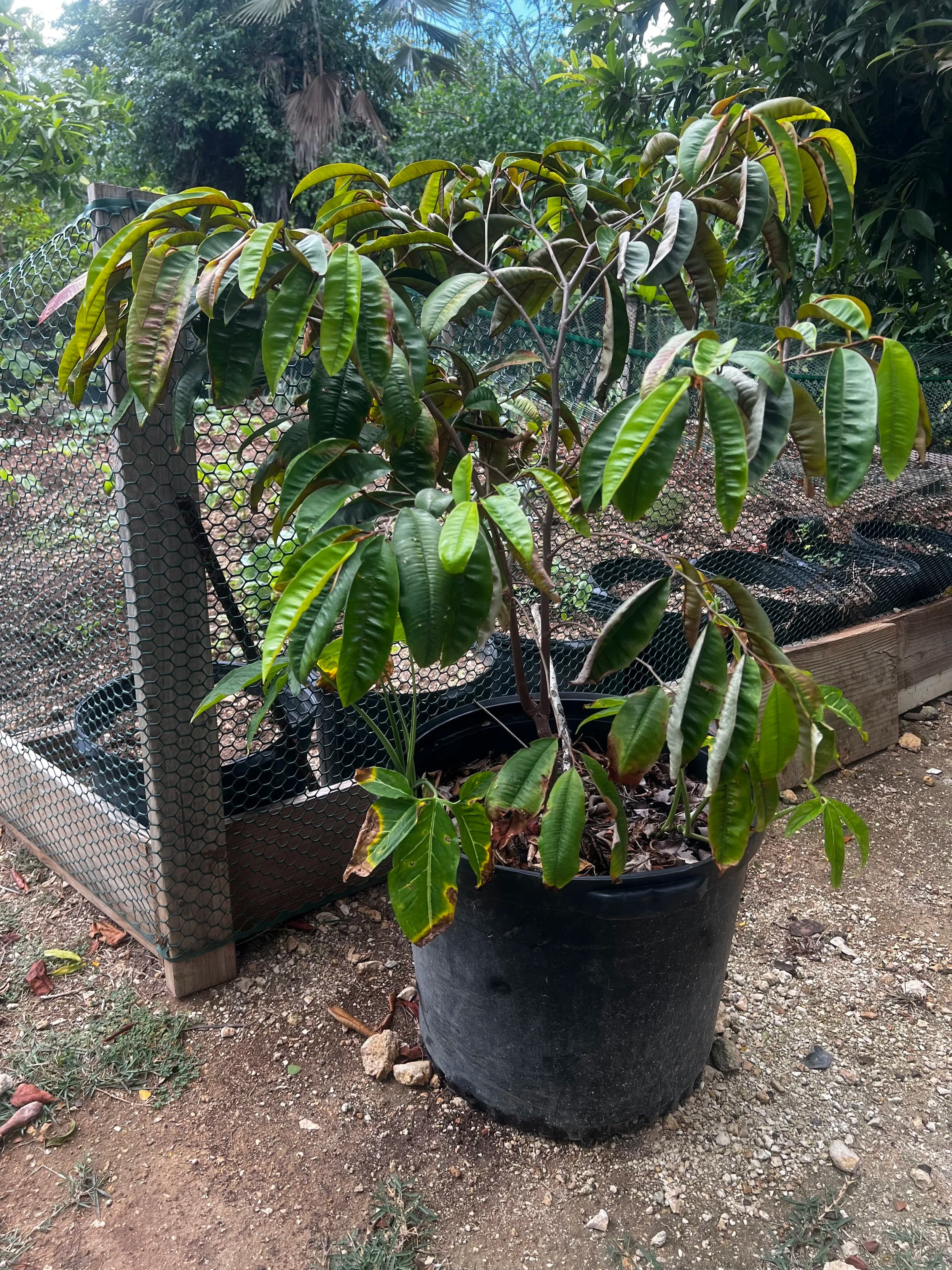 Star Apple Tree