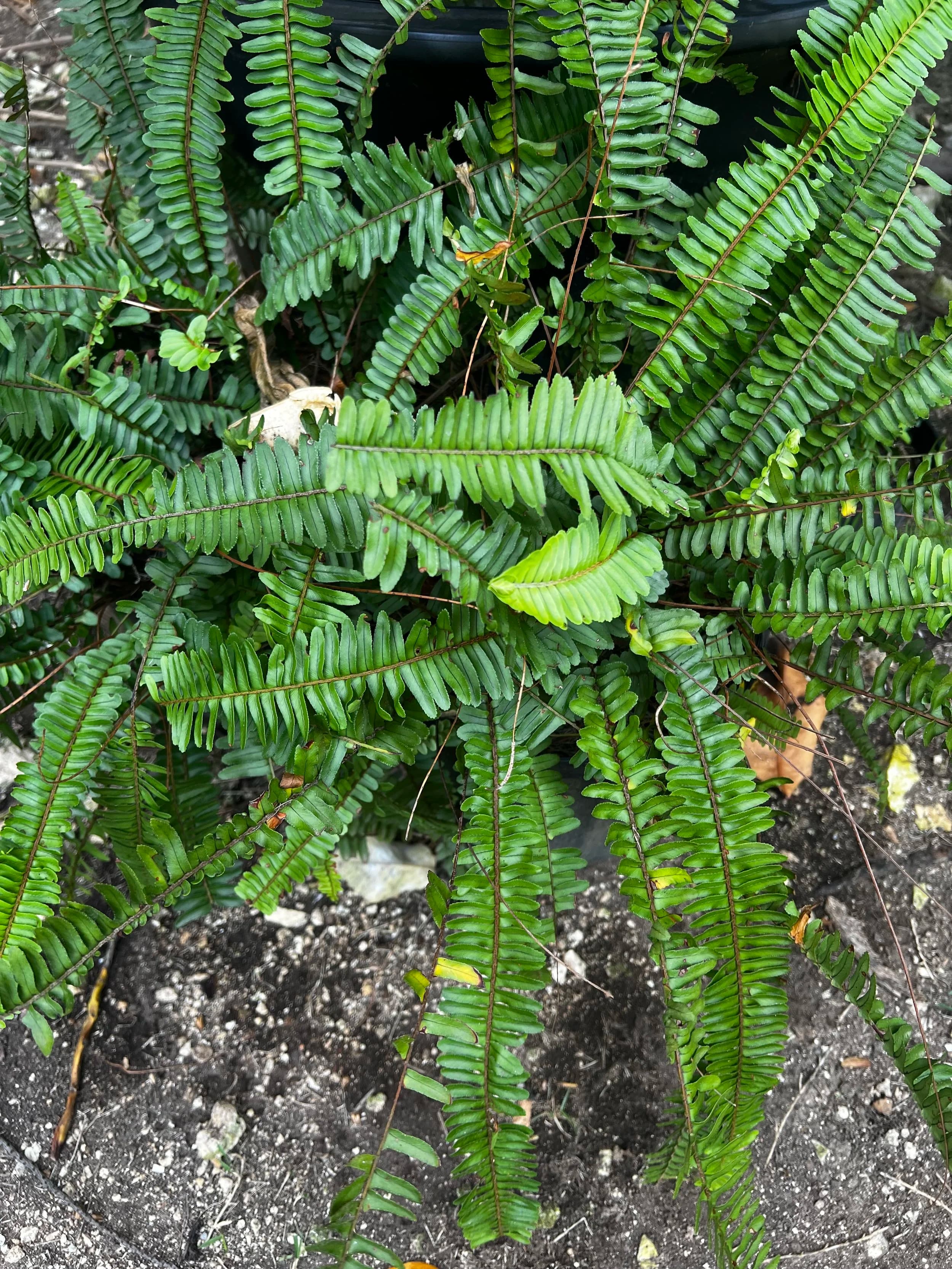 Fern