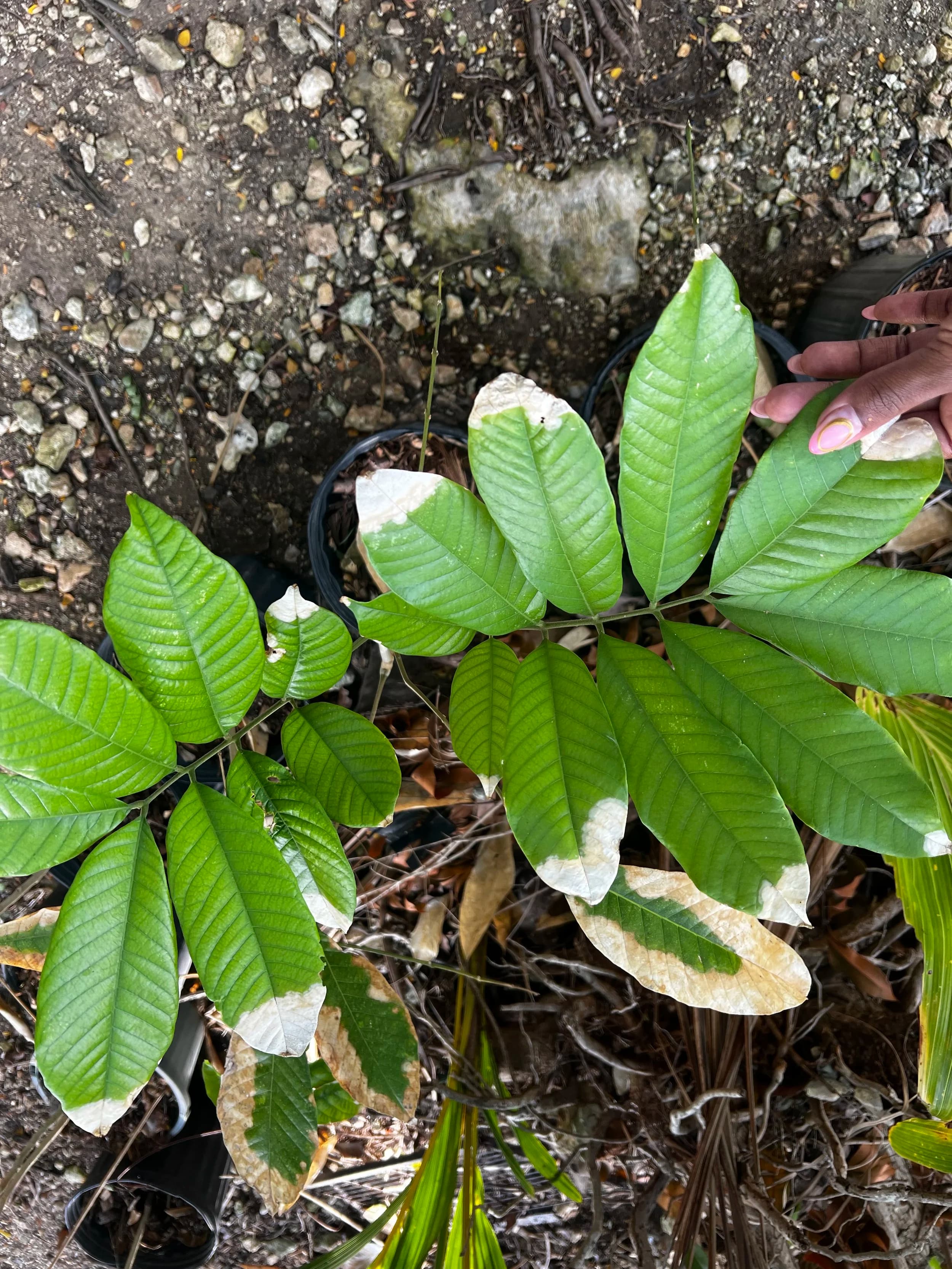 Ackee Tree