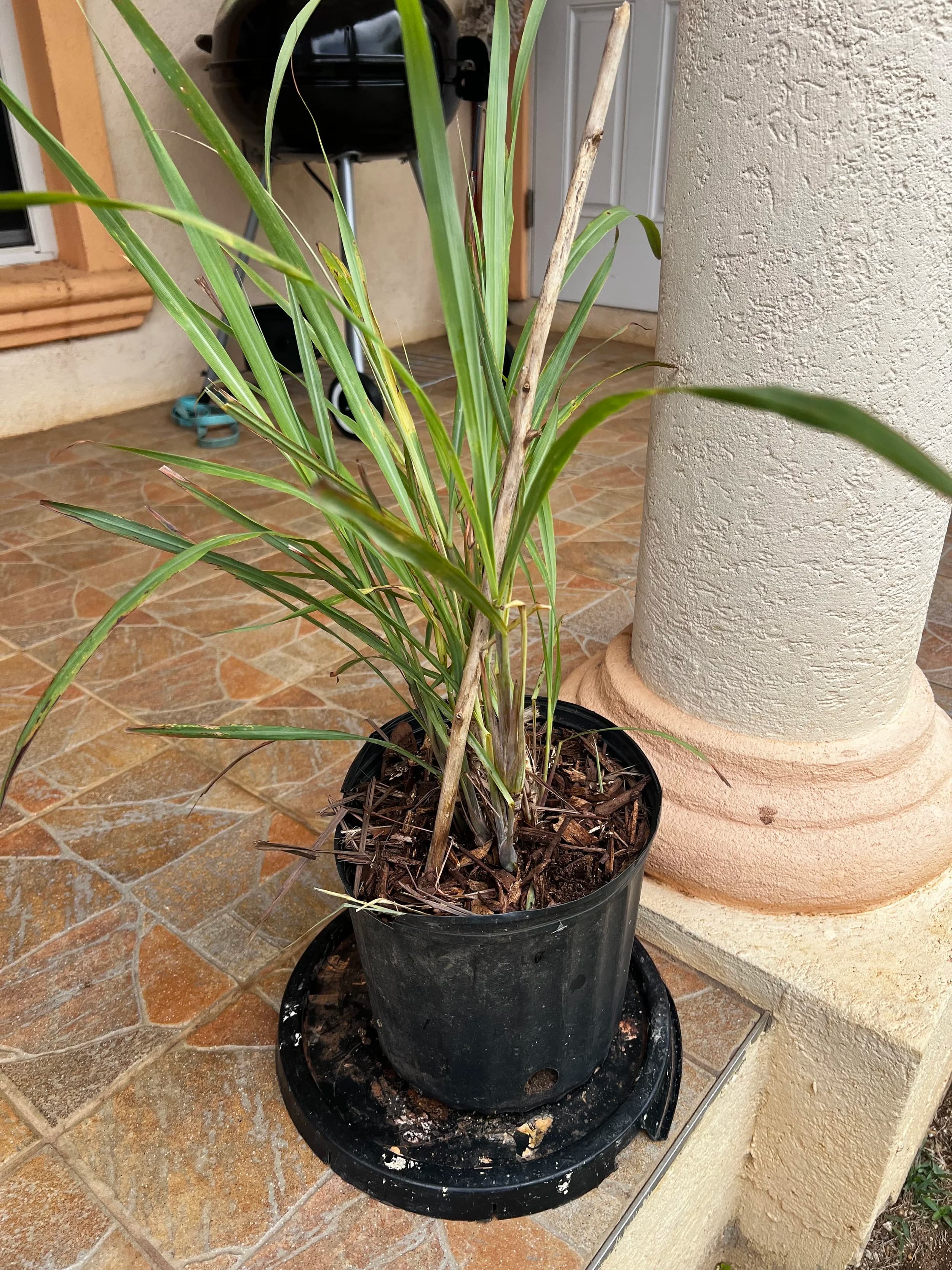 Fever Grass