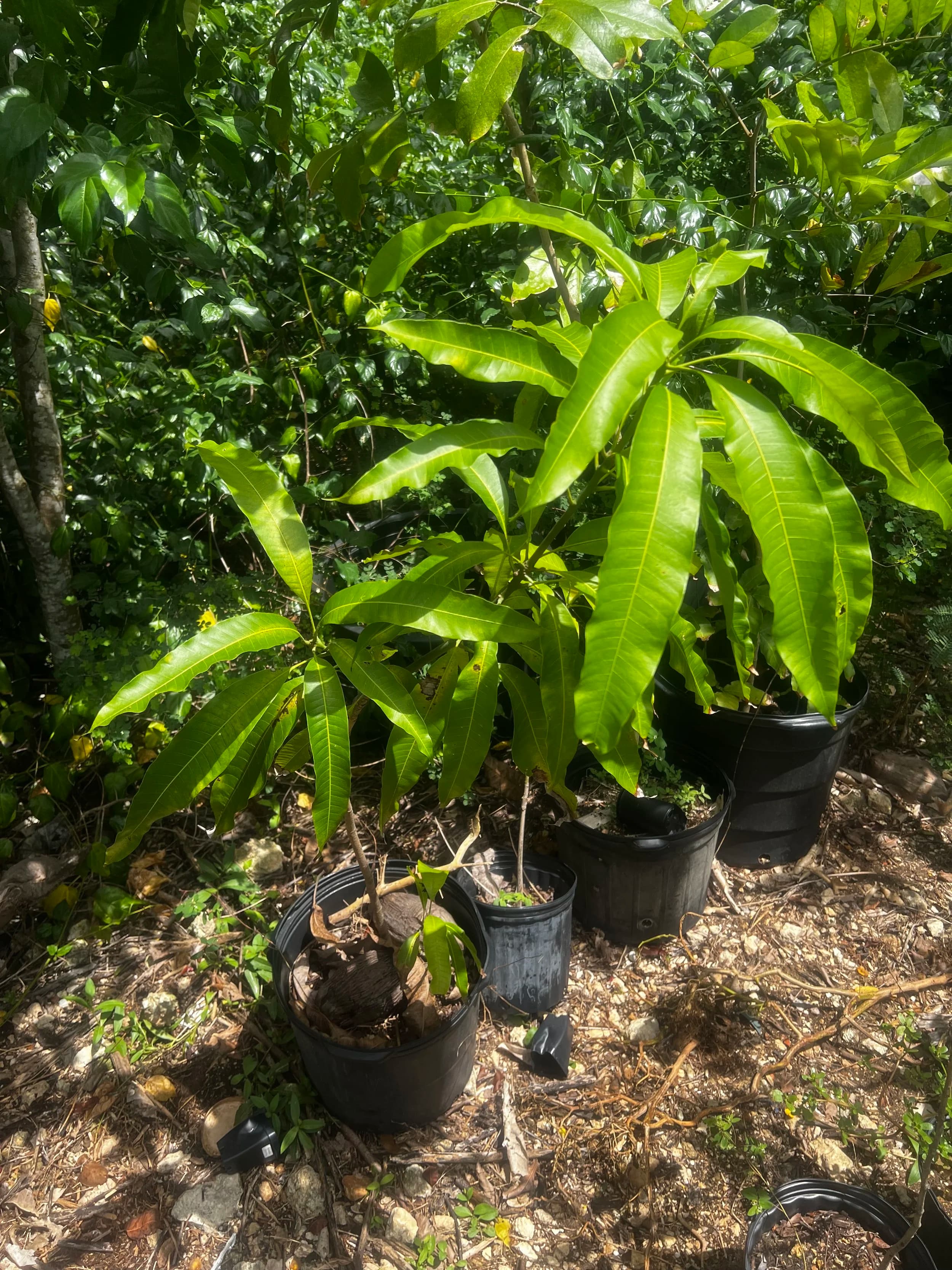 Namdoc Mango