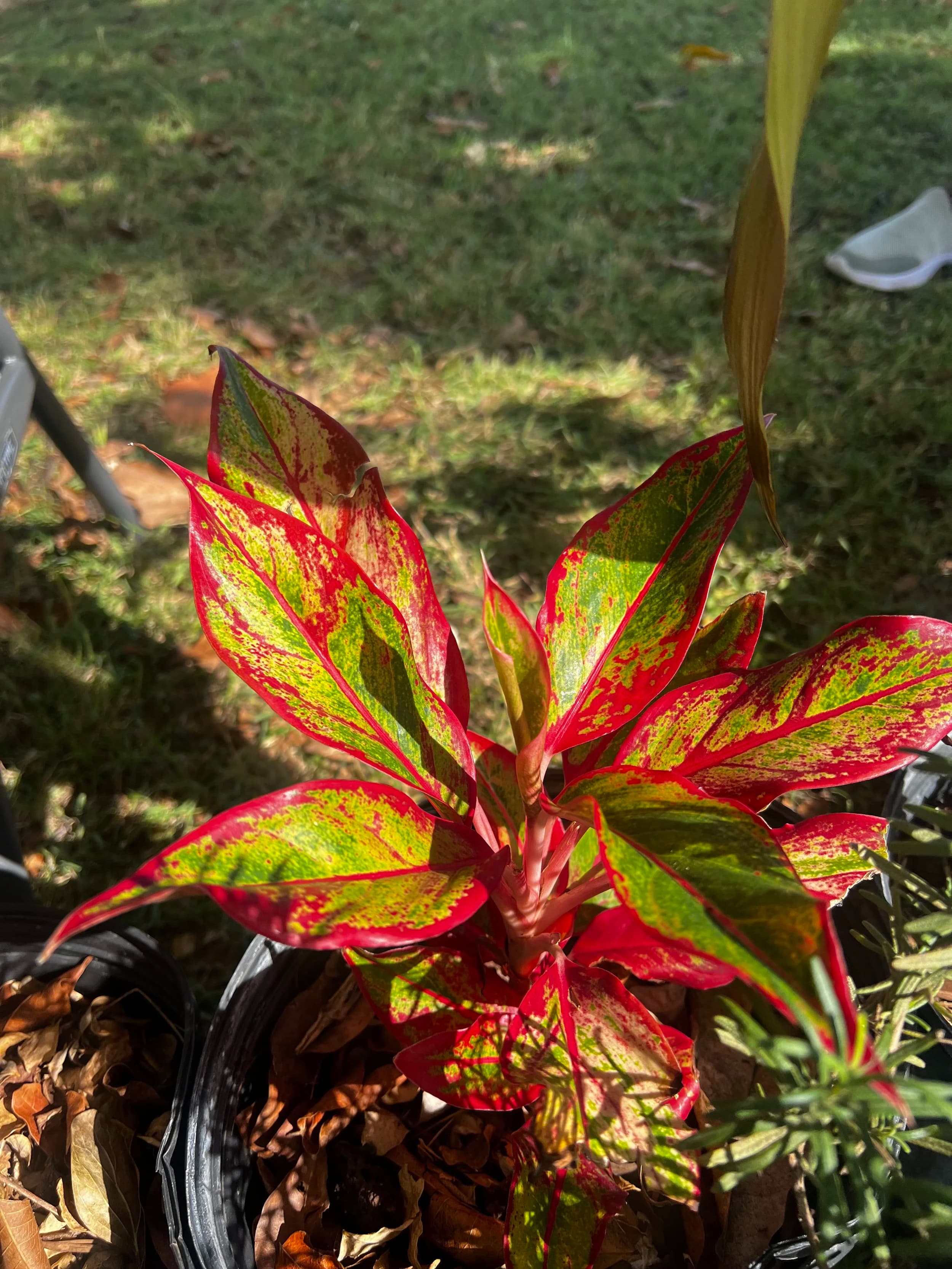 Red Leaf