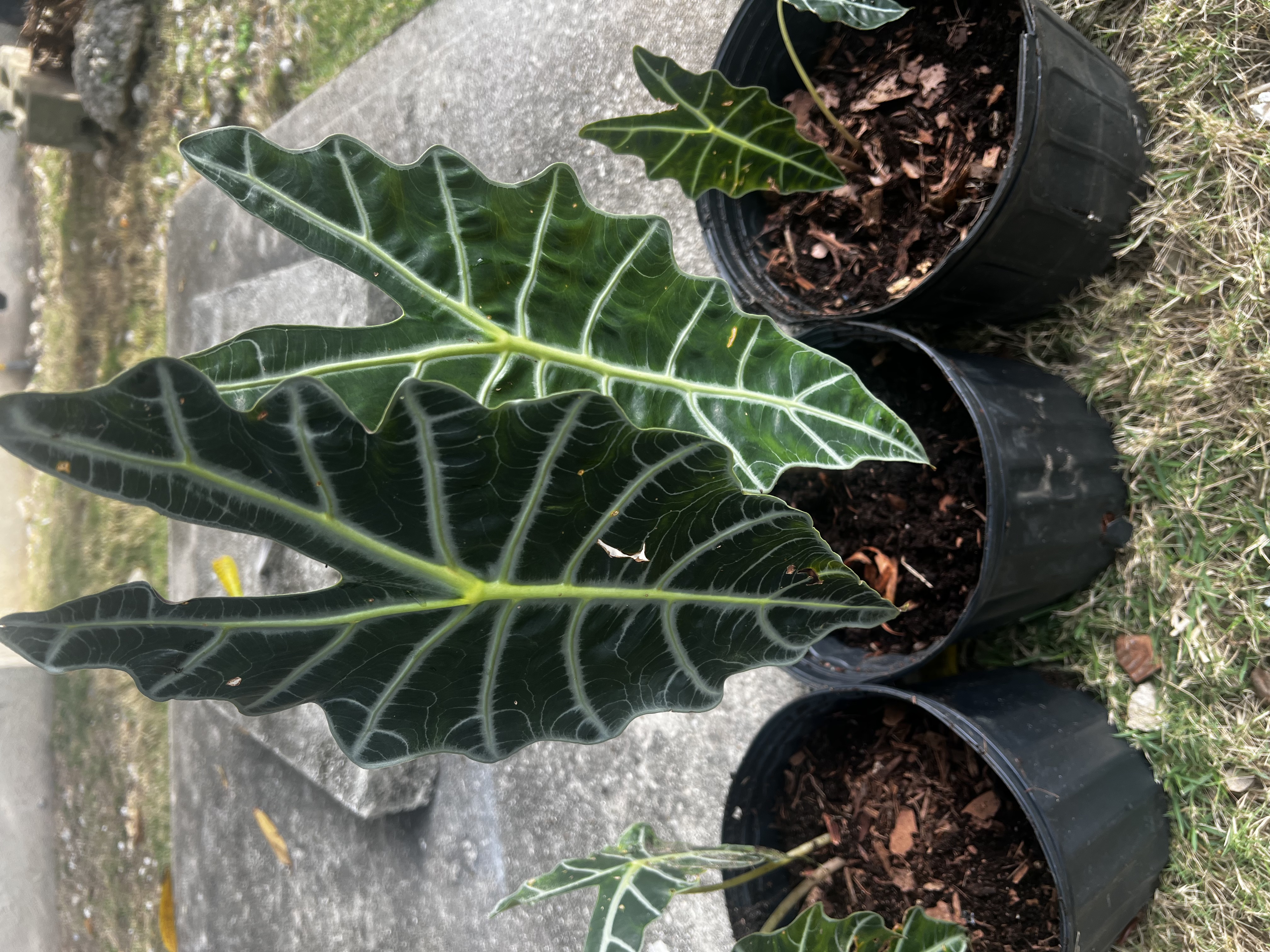 Elephant Ears Dark Green view 2
