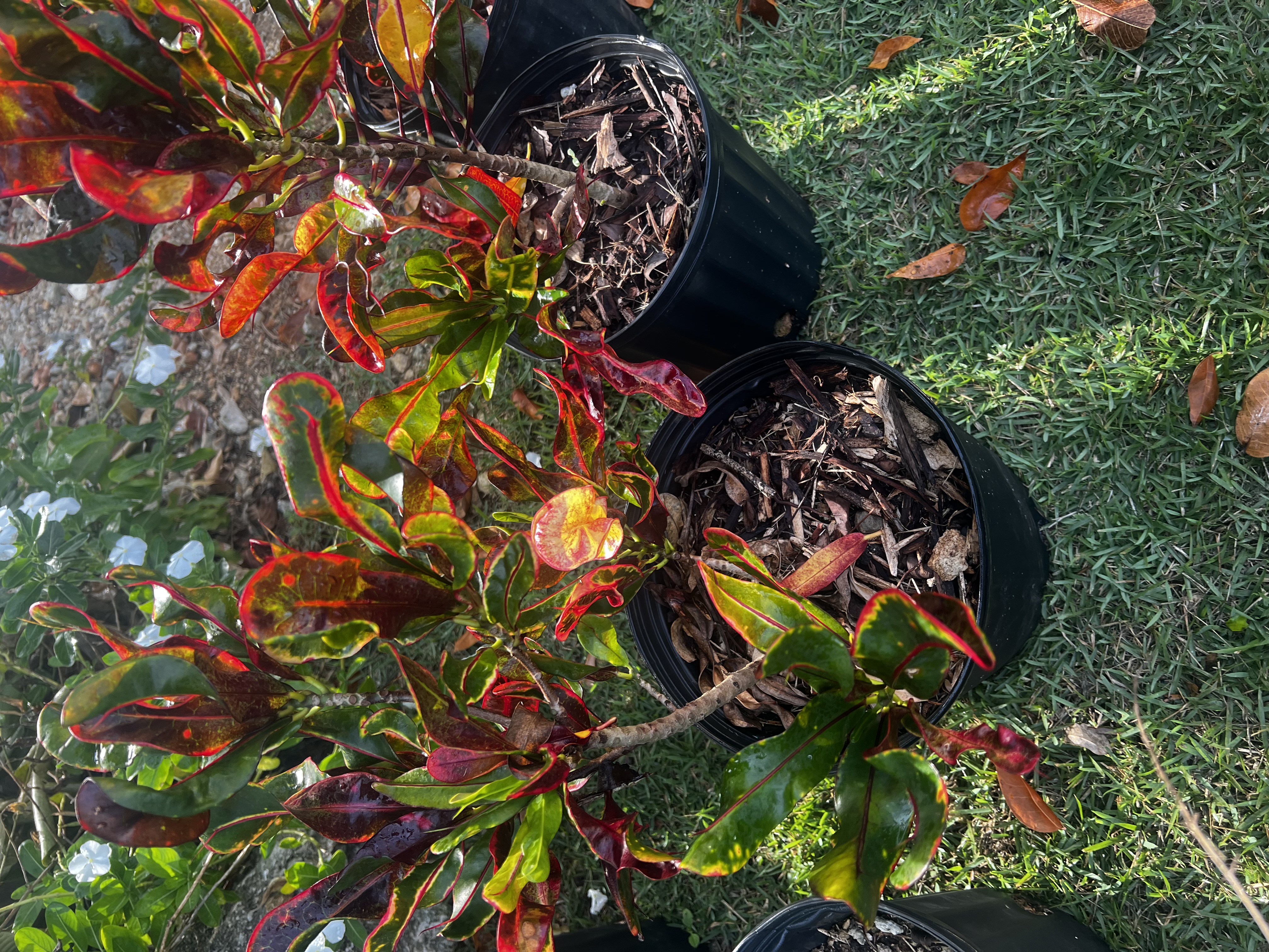 Croton view 3