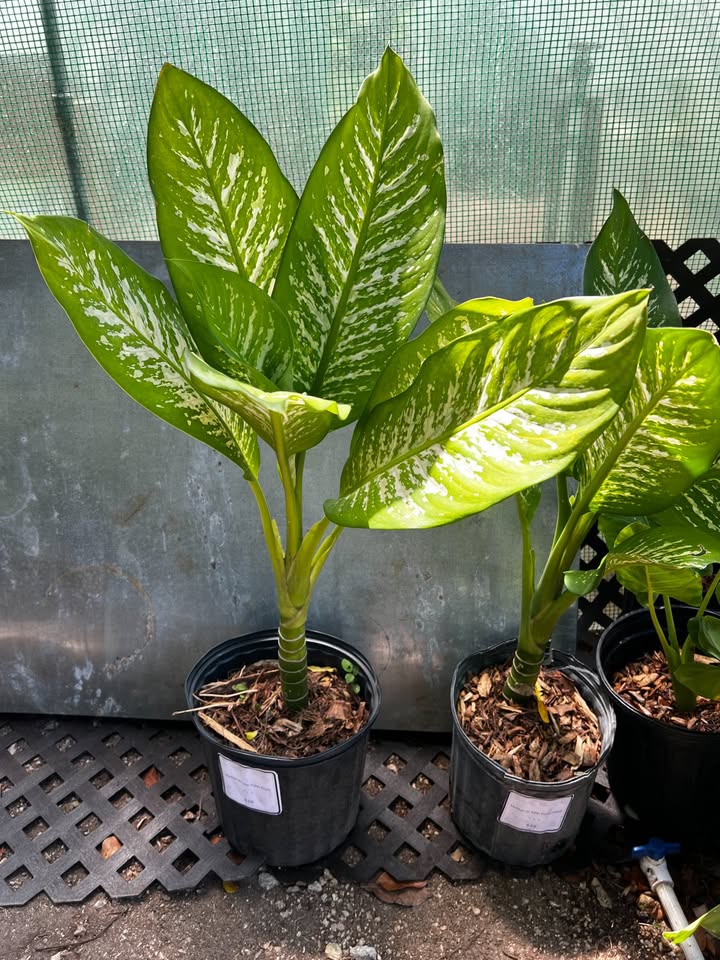 Dumb Cane view 3