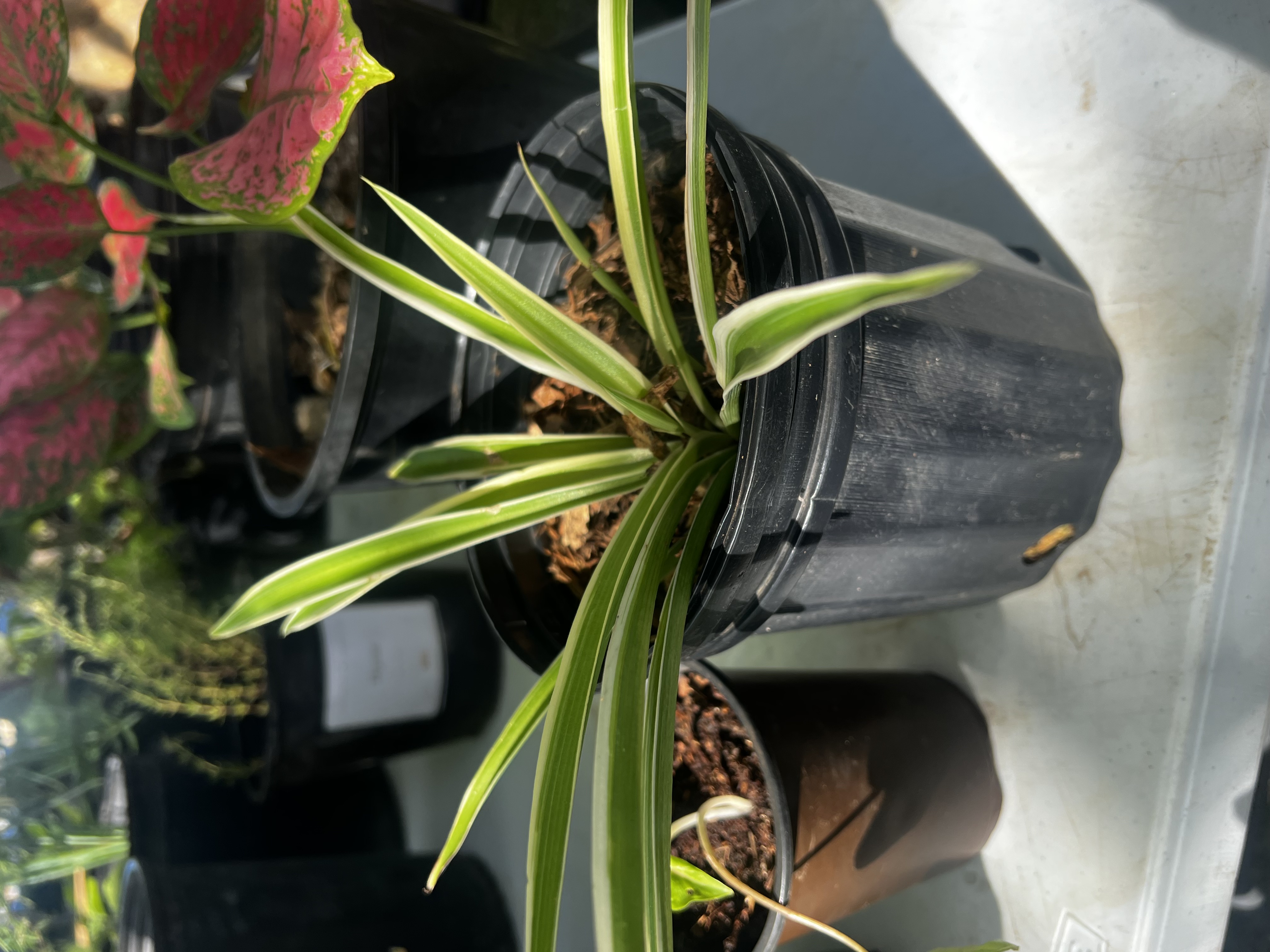 Spider Plant