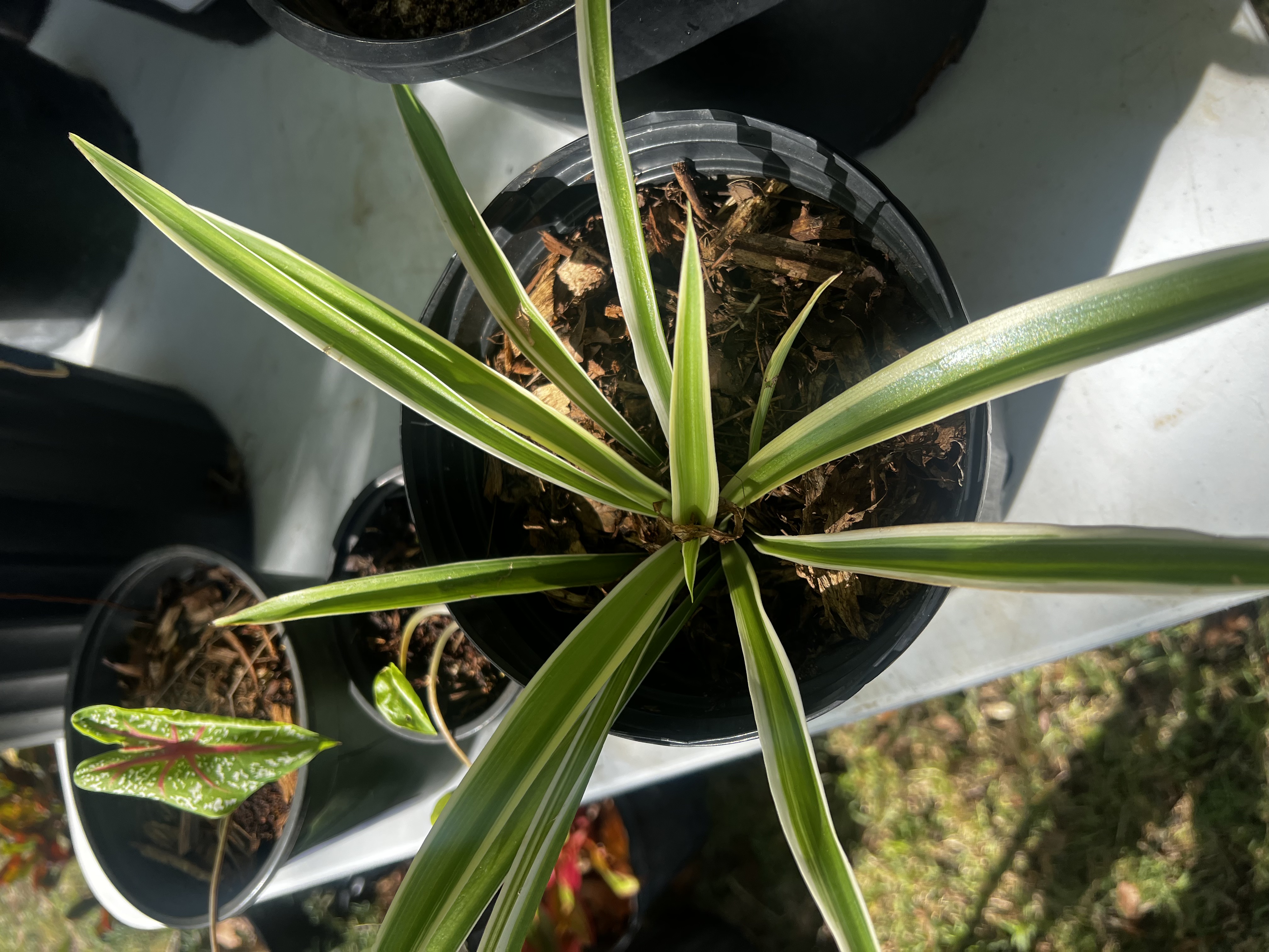 Spider Plant view 2