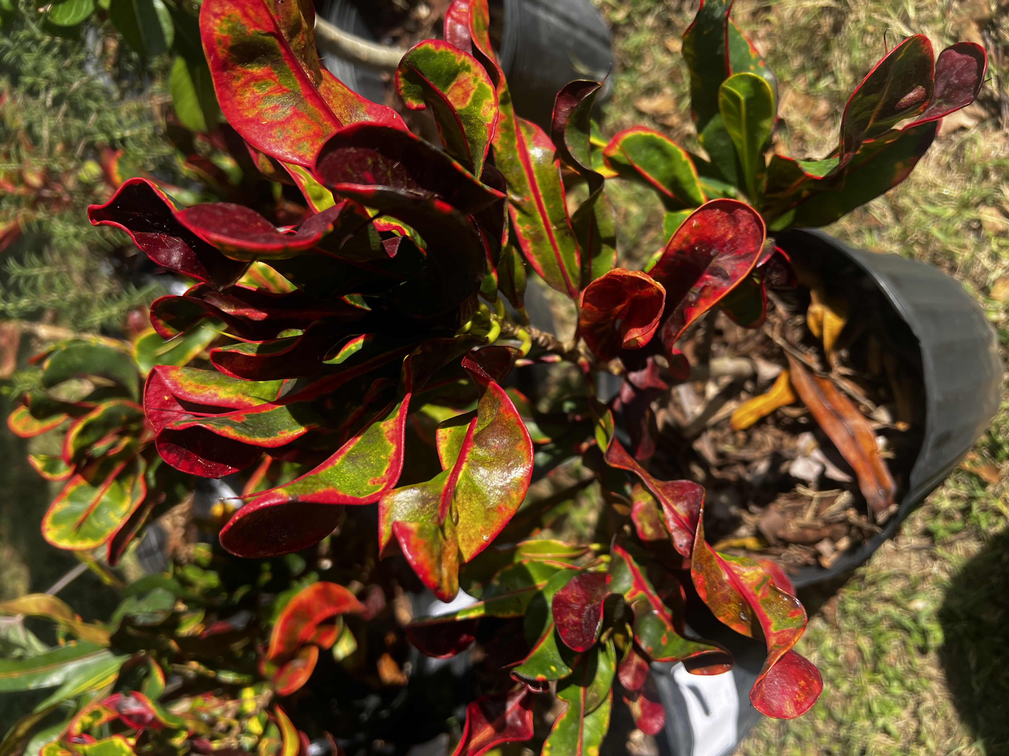 Croton