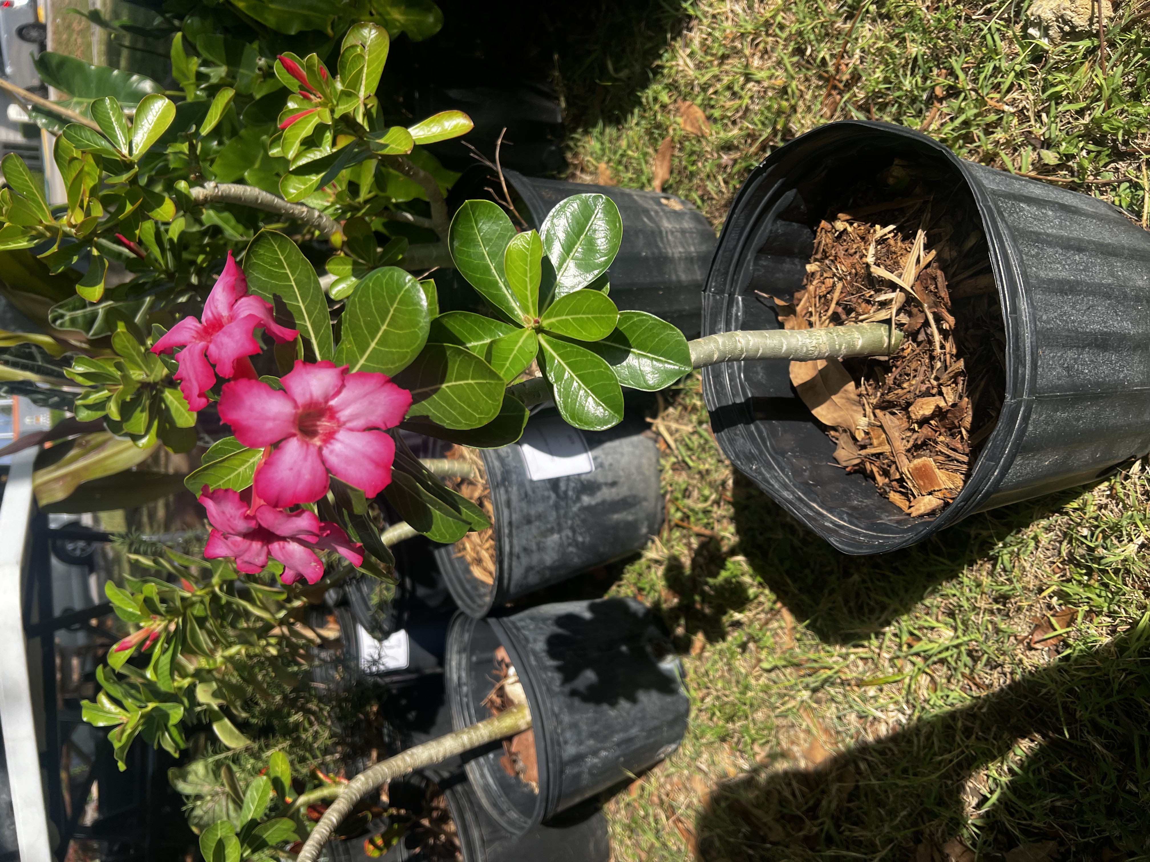 Desert Rose Pink view 2