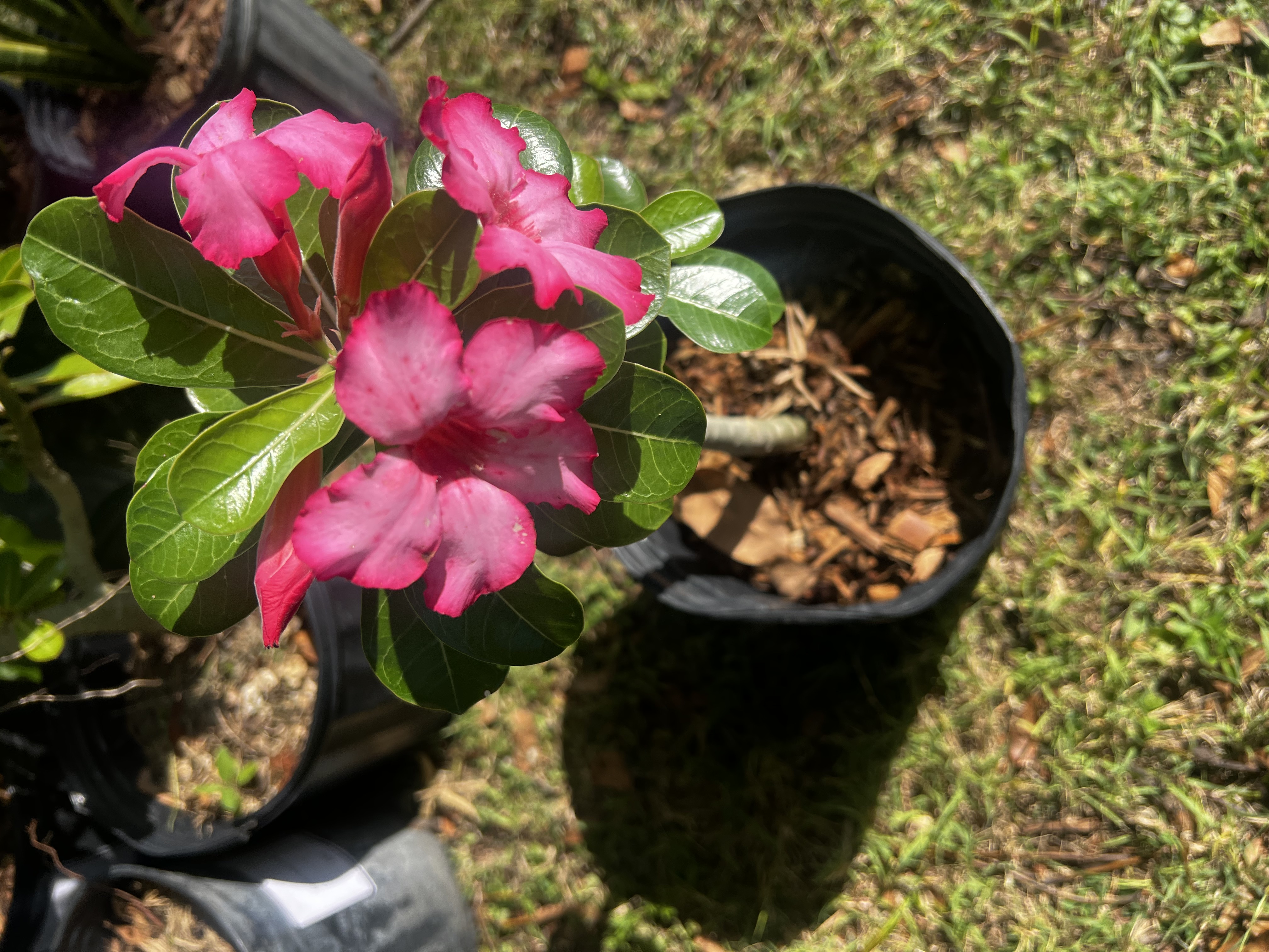 Desert Rose Pink view 3