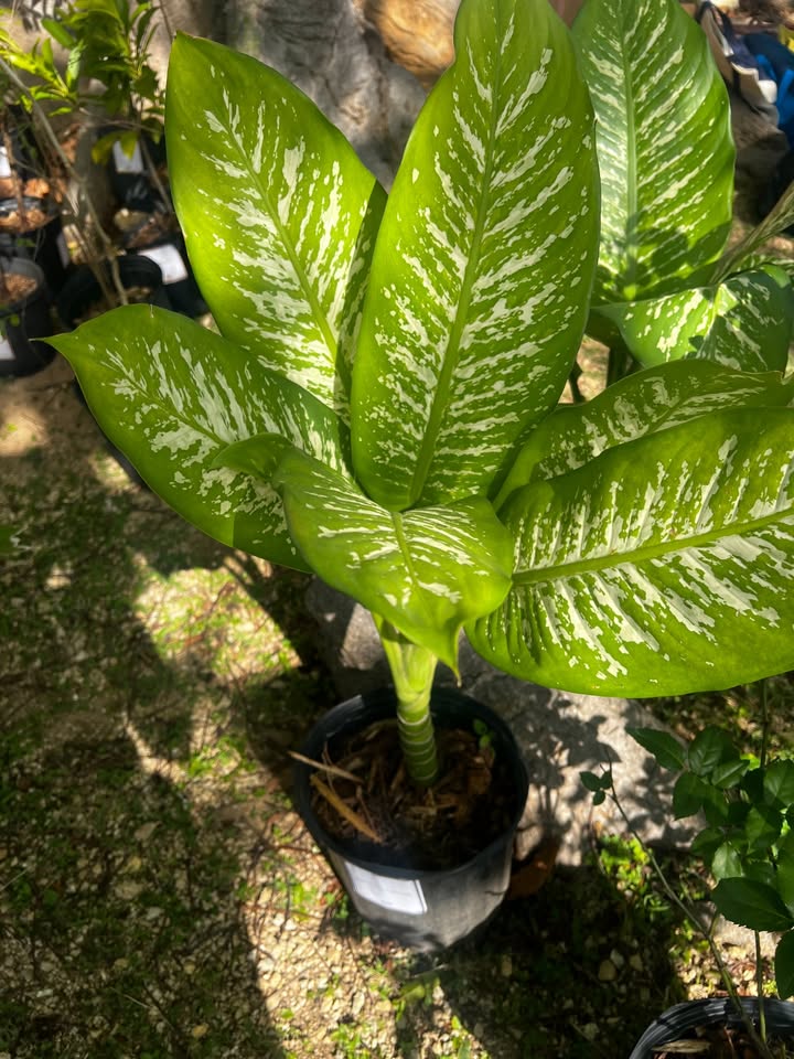 Dumb Cane