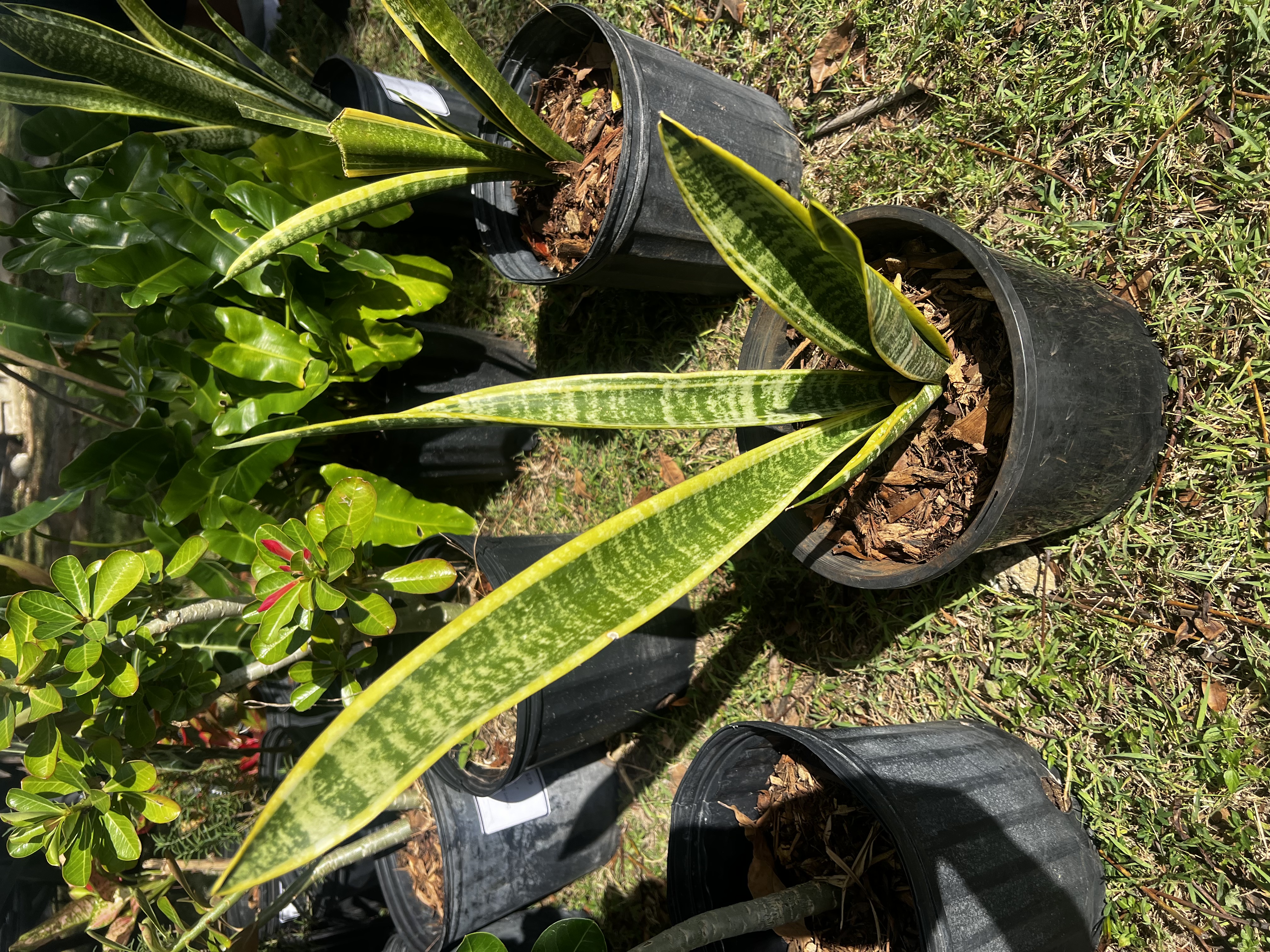 Snake Plant