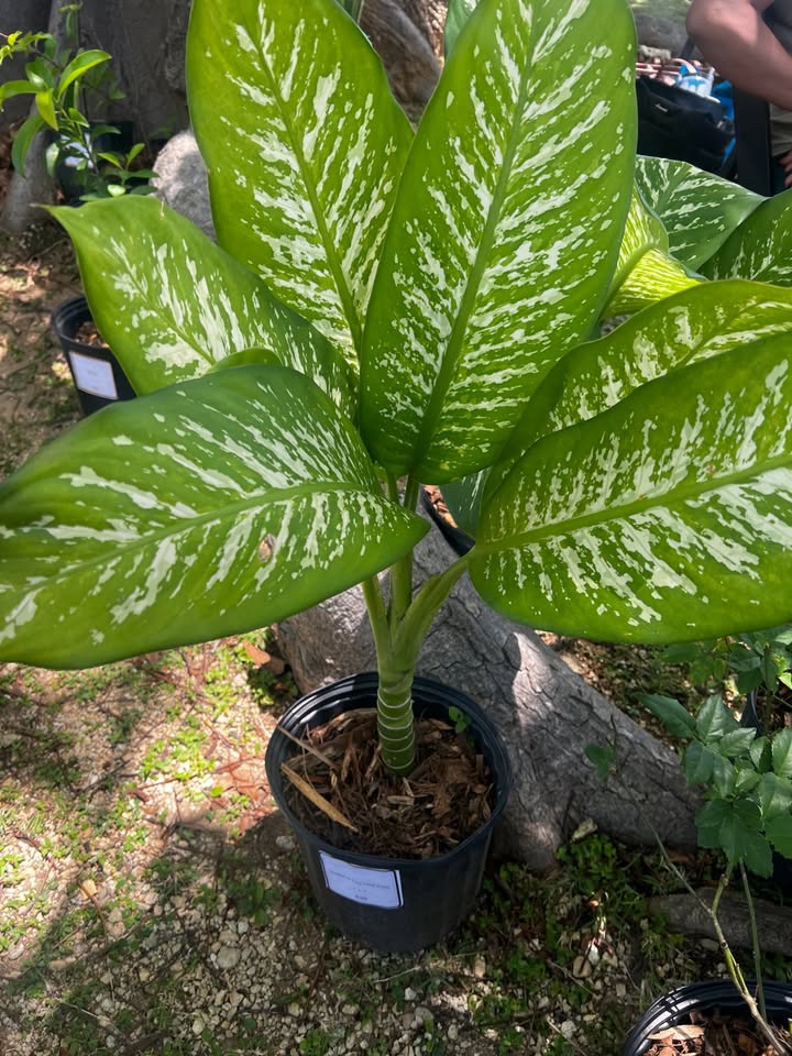 Dumb Cane view 2
