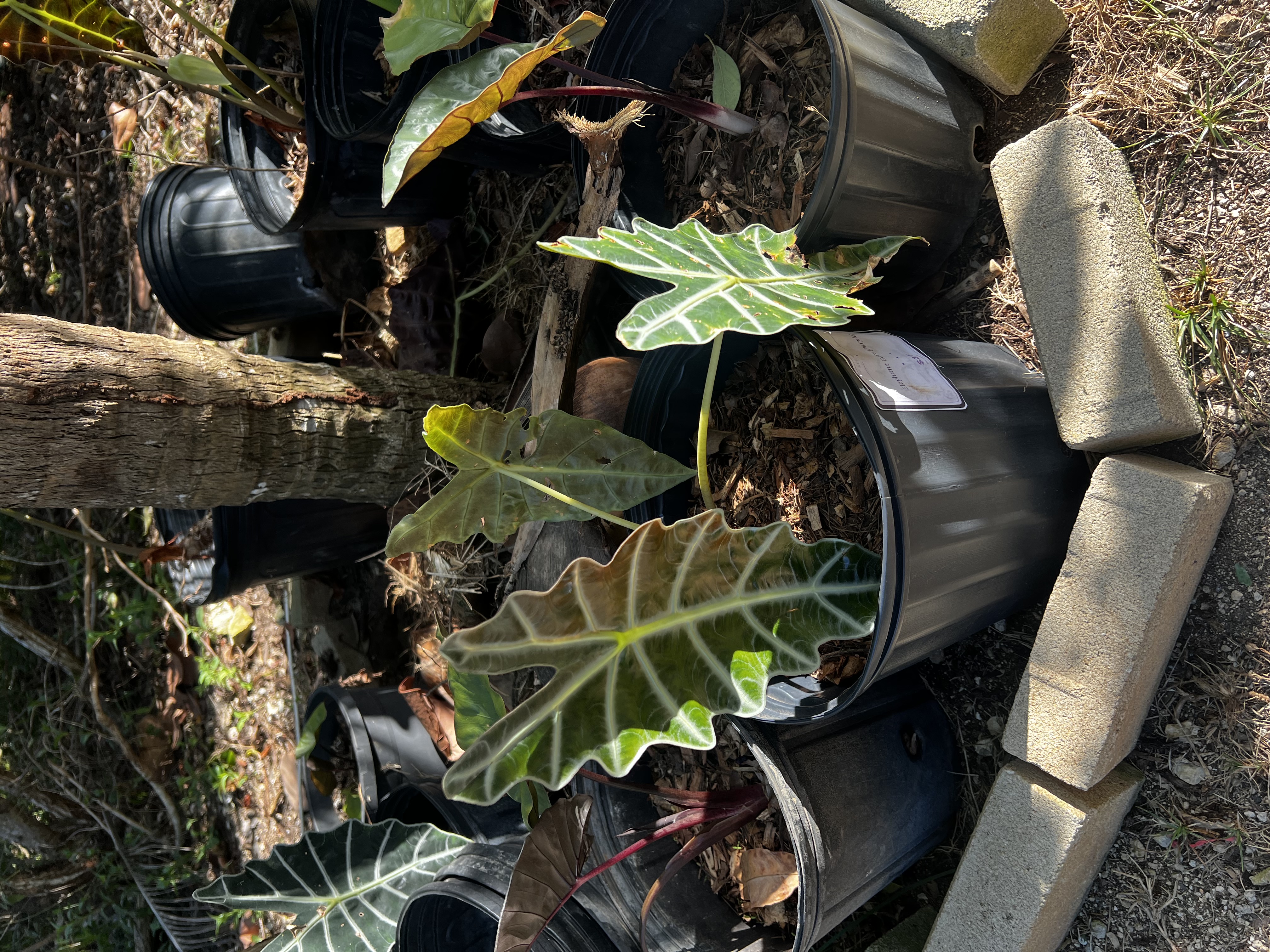 Elephant Ears Dark Green